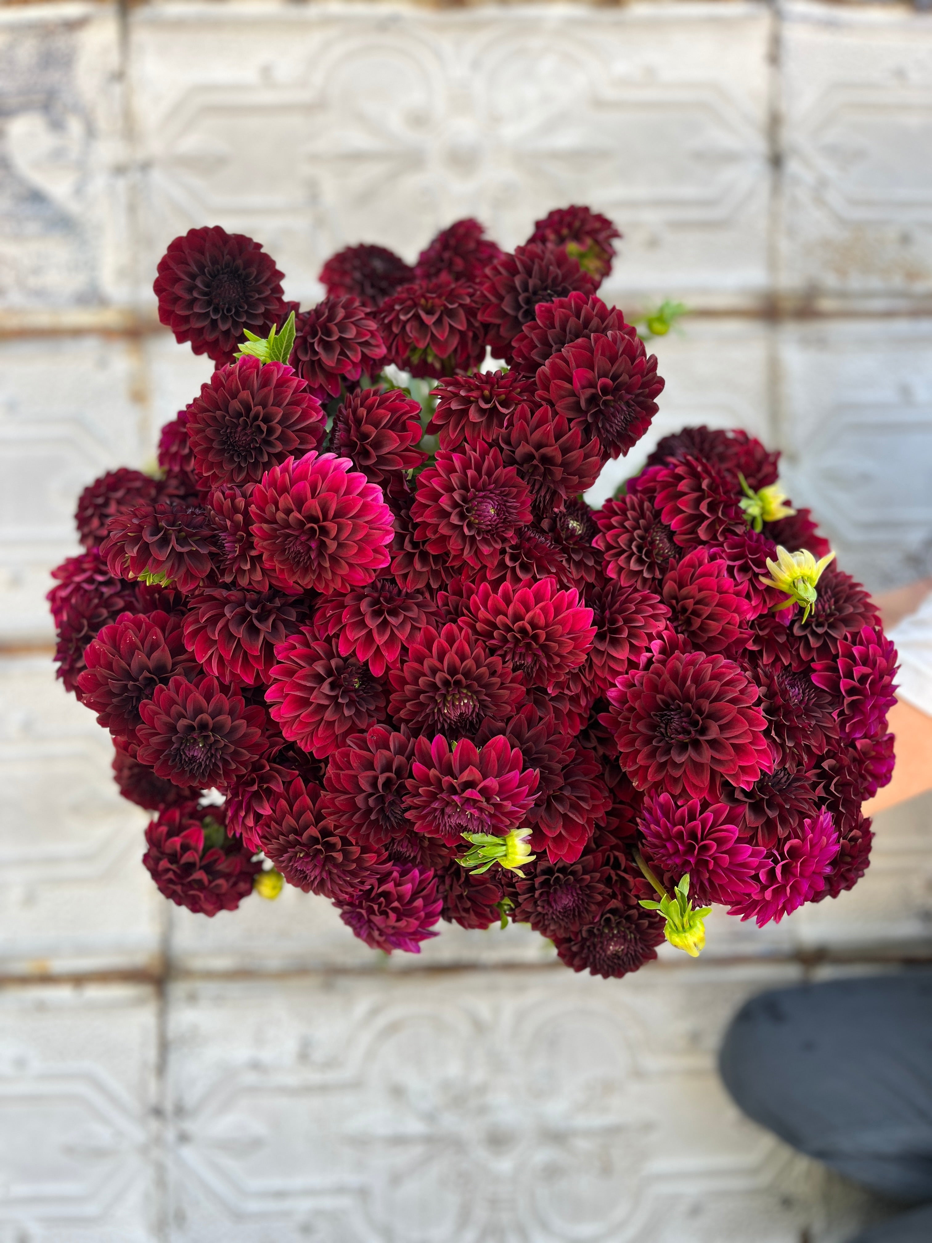 Sunny Meadows Flower Farm Dahlia Tuber Black Satin | Heirloom Boulevard