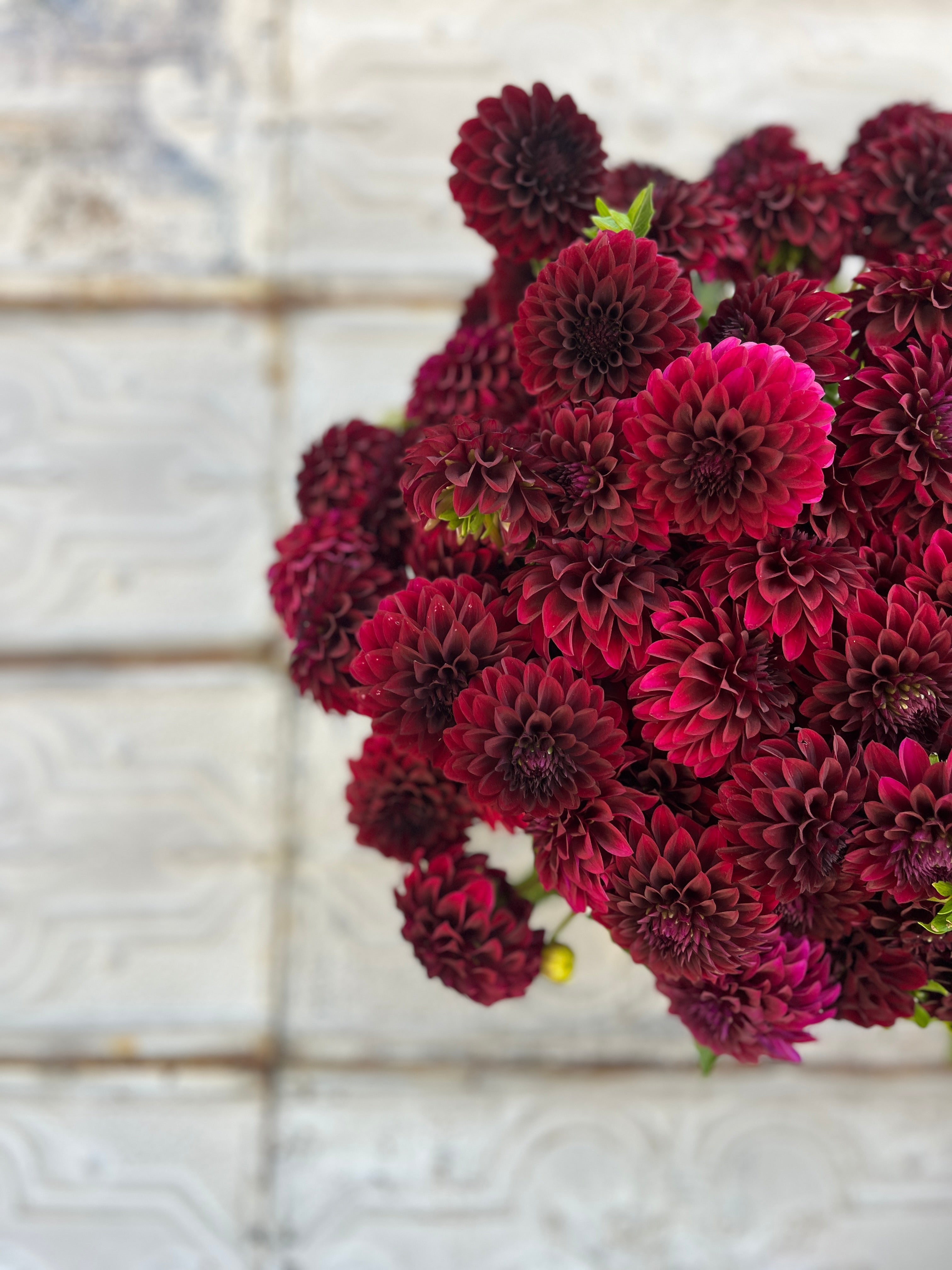 Sunny Meadows Flower Farm Dahlia Tuber Black Satin | Heirloom Boulevard