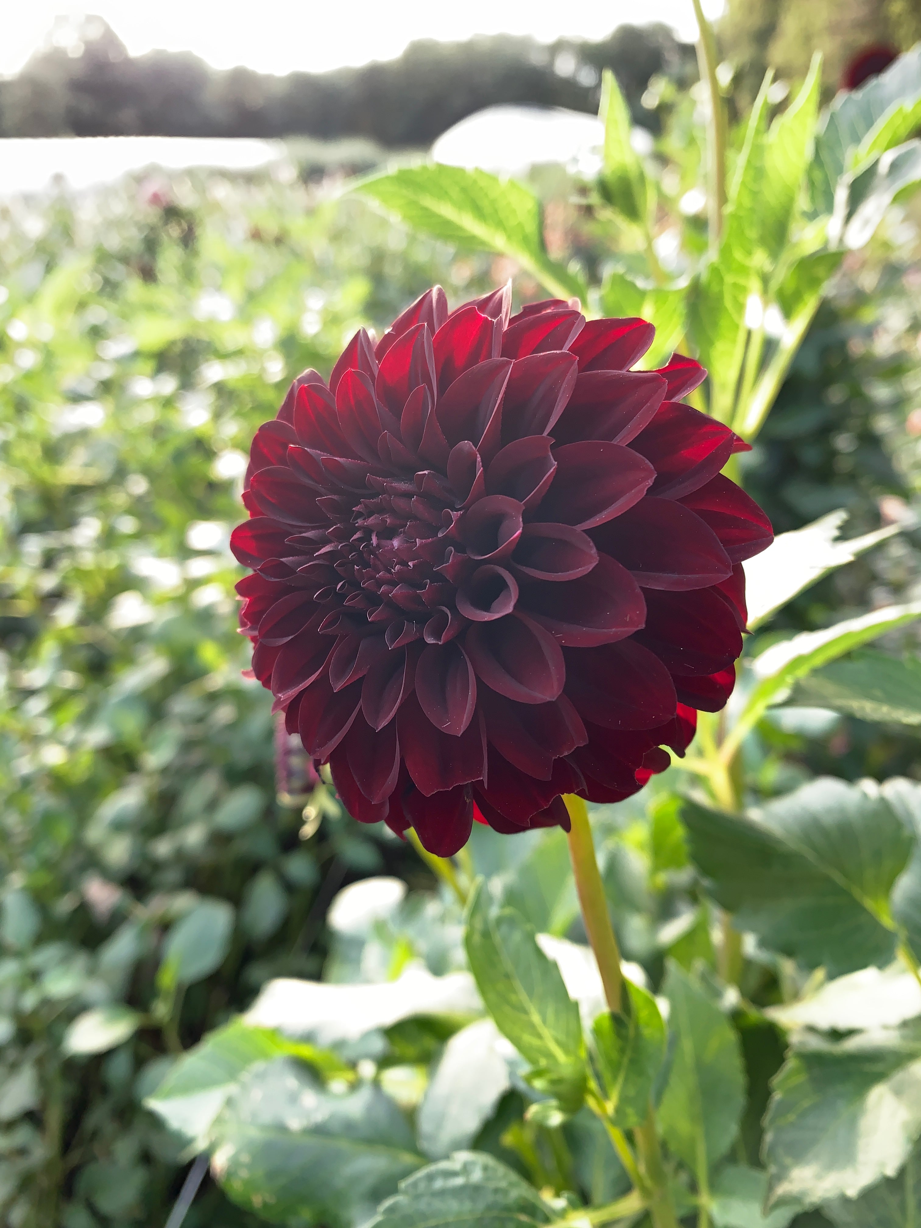 Sunny Meadows Flower Farm Dahlia Tuber Black Satin | Heirloom Boulevard
