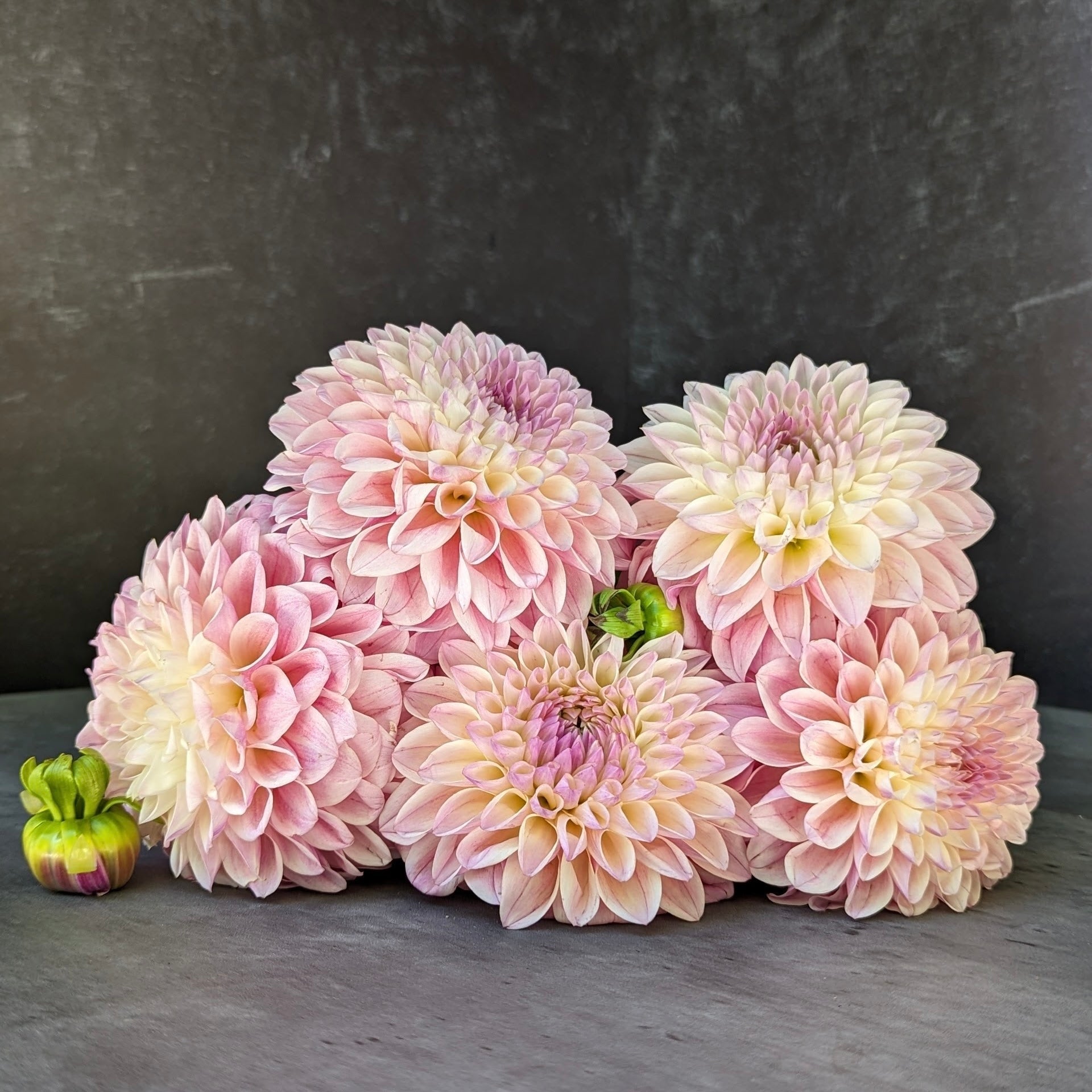 Sunny Meadows Flower Farm Dahlia Tuber Coralie | Heirloom Boulevard