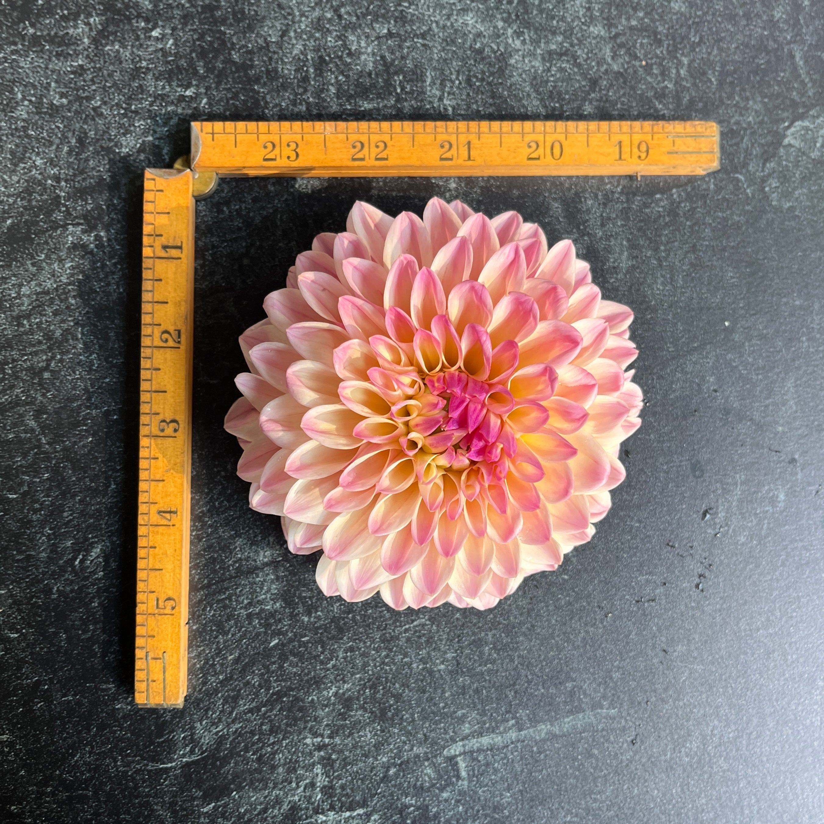 Sunny Meadows Flower Farm Dahlia Tuber Coralie | Heirloom Boulevard