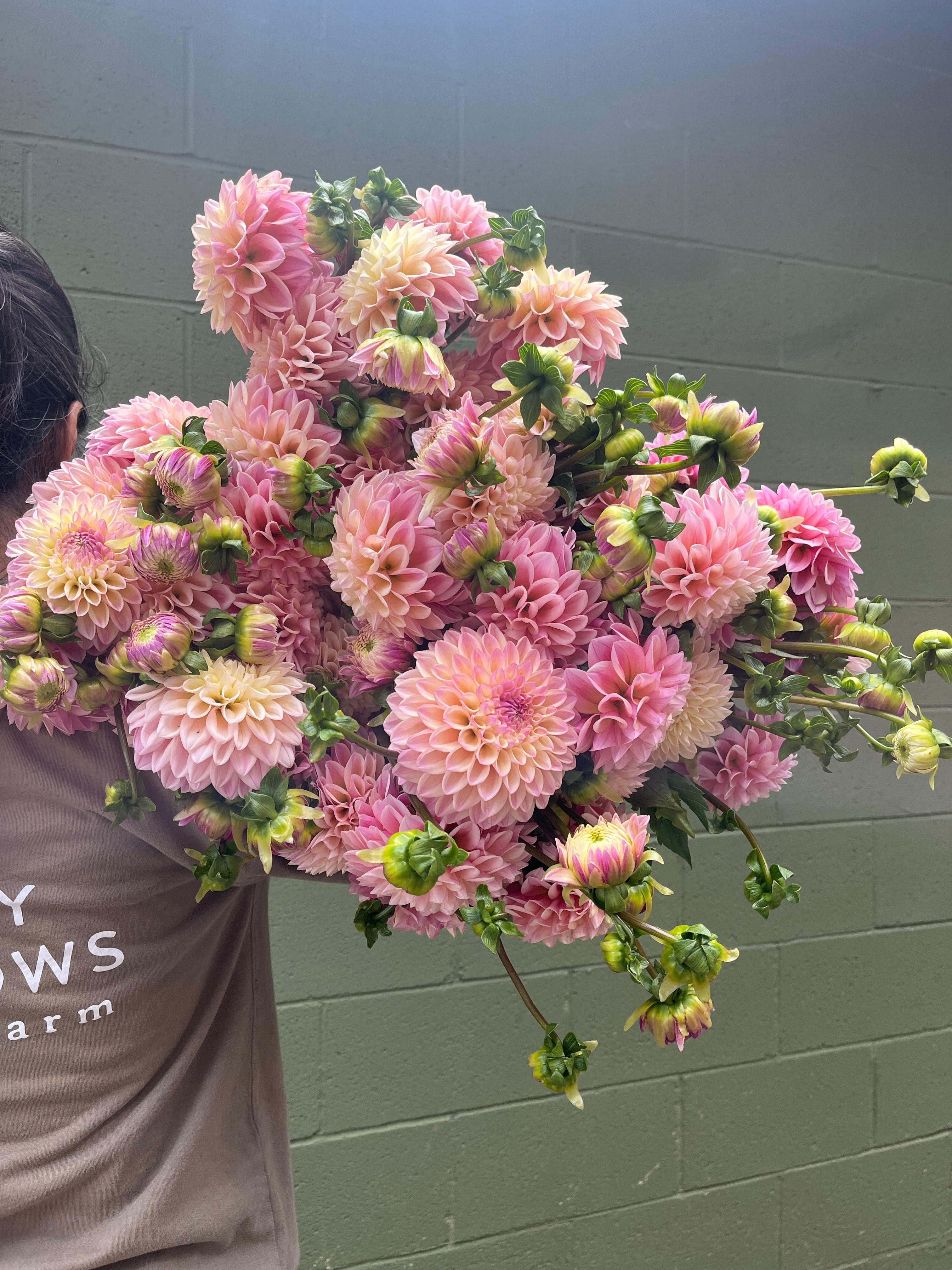 Sunny Meadows Flower Farm Dahlia Tuber Coralie | Heirloom Boulevard
