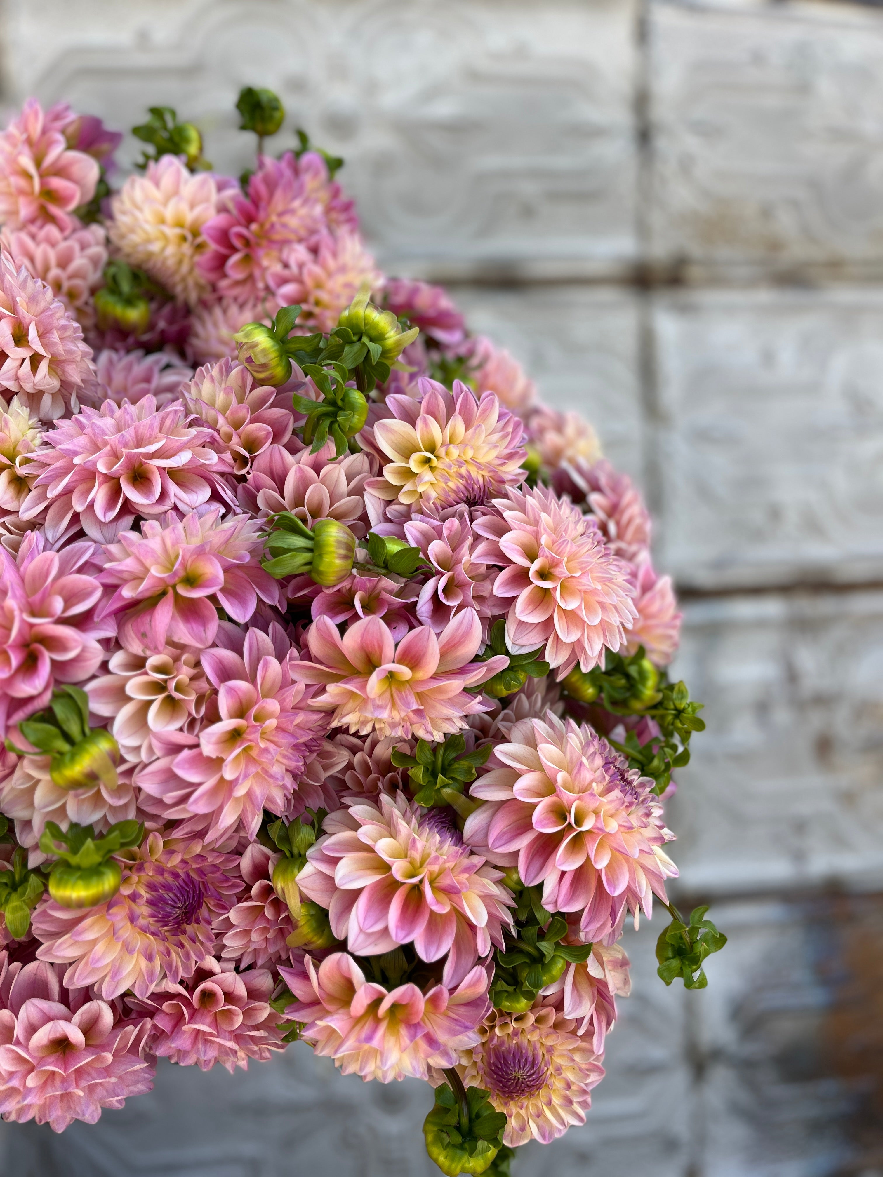 Sunny Meadows Flower Farm Dahlia Tuber Coralie | Heirloom Boulevard