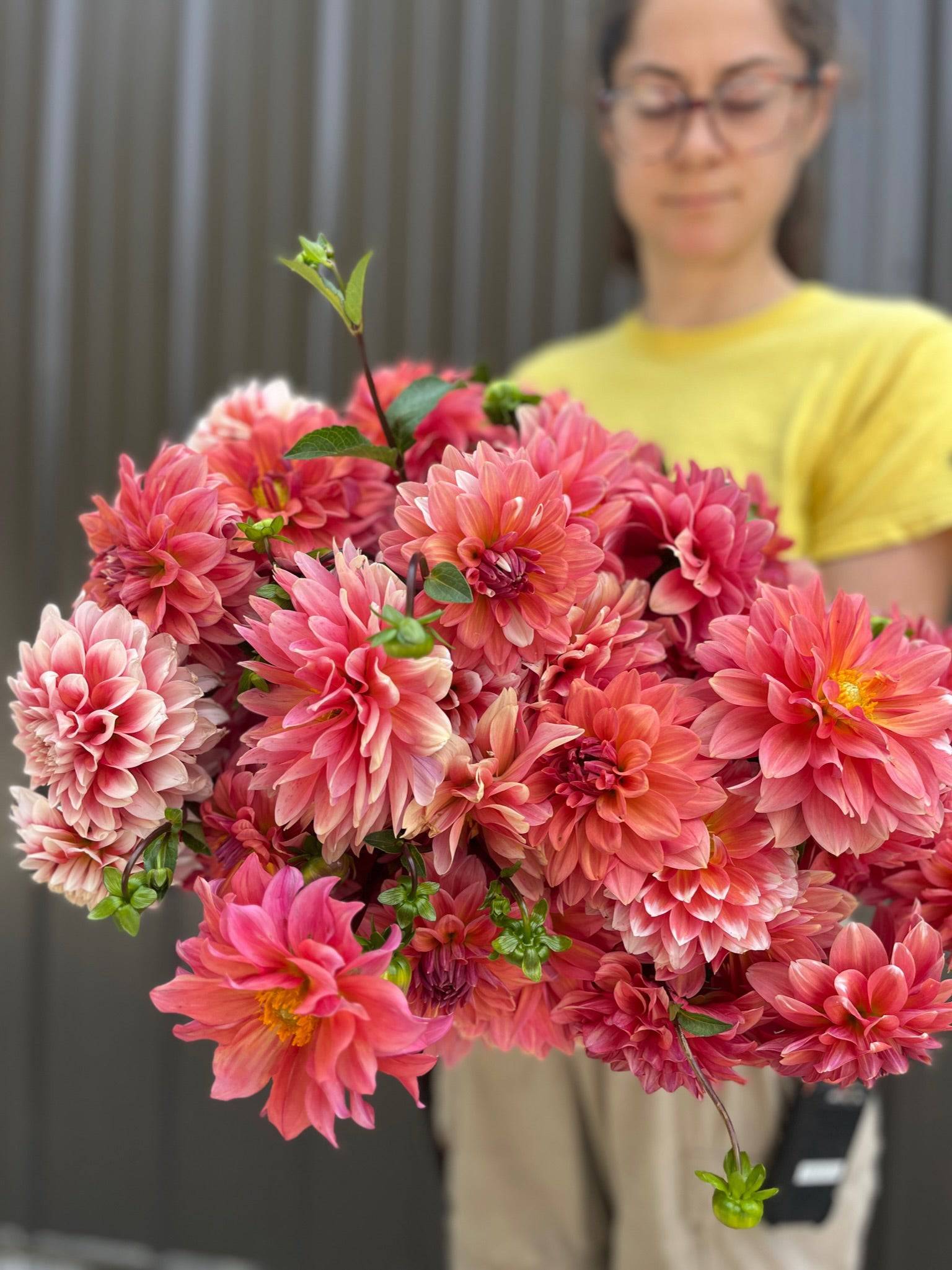 Sunny Meadows Flower Farm Dahlia Tuber Connecticut Coral | Heirloom Boulevard