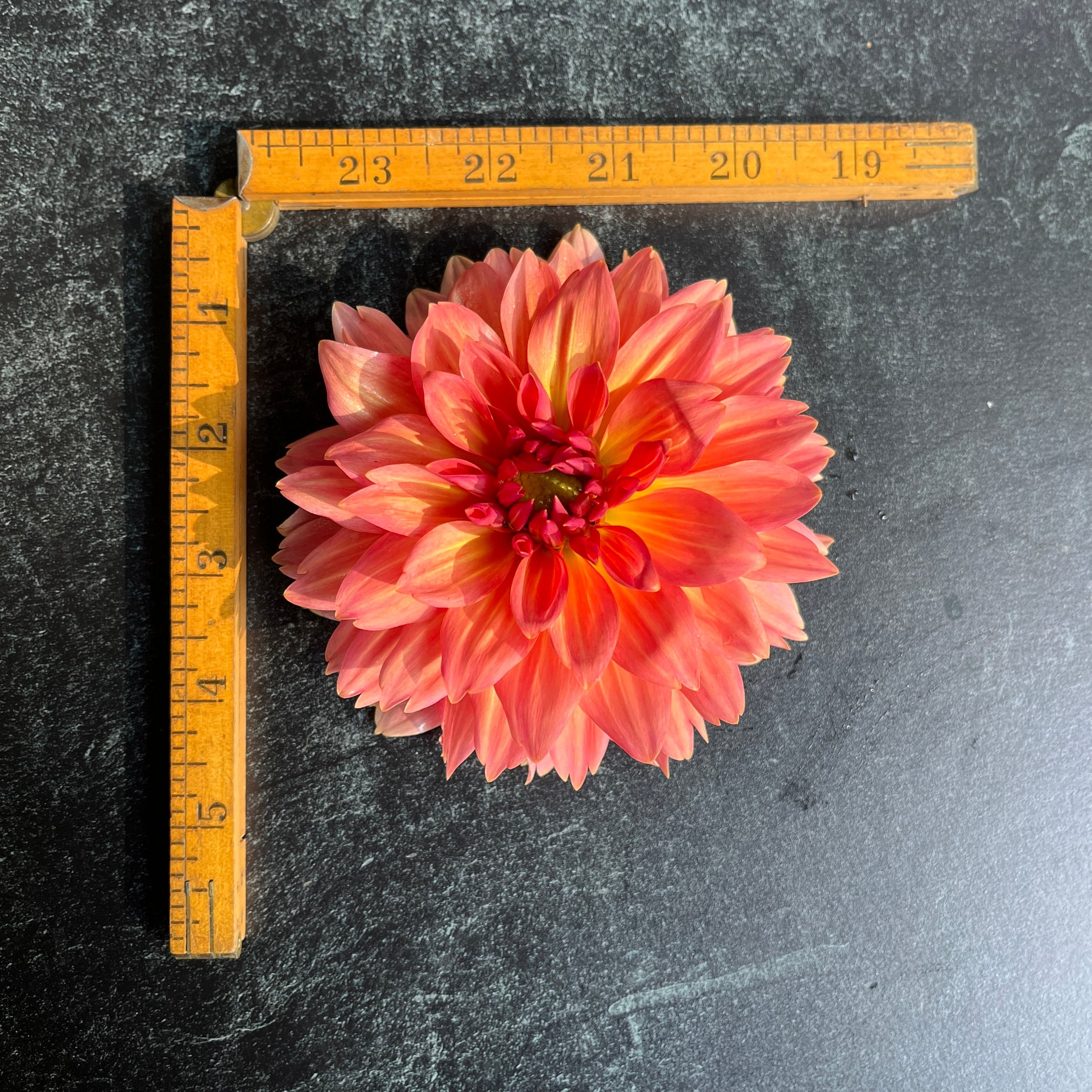 Sunny Meadows Flower Farm Dahlia Tuber Connecticut Coral | Heirloom Boulevard