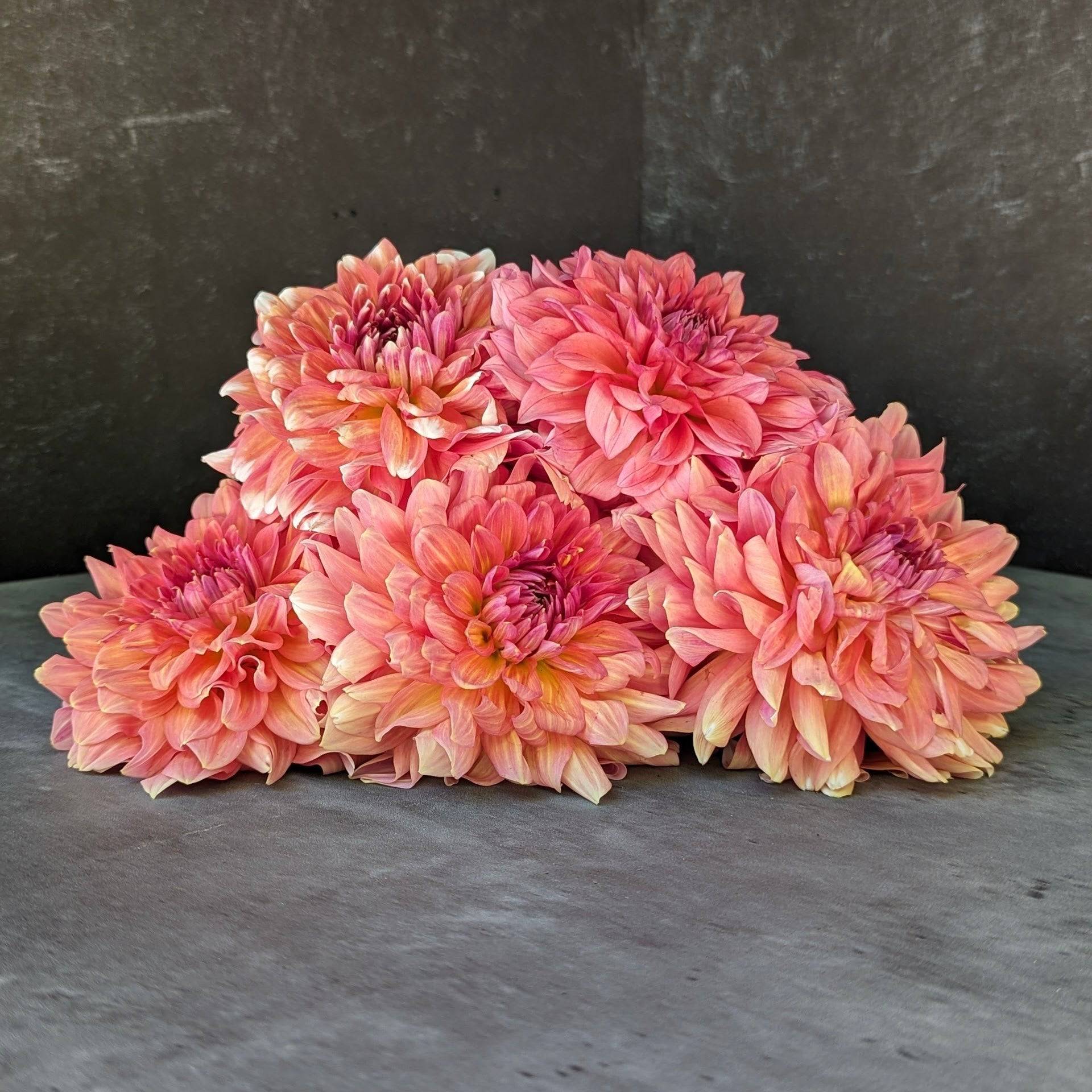 Sunny Meadows Flower Farm Dahlia Tuber Connecticut Coral | Heirloom Boulevard