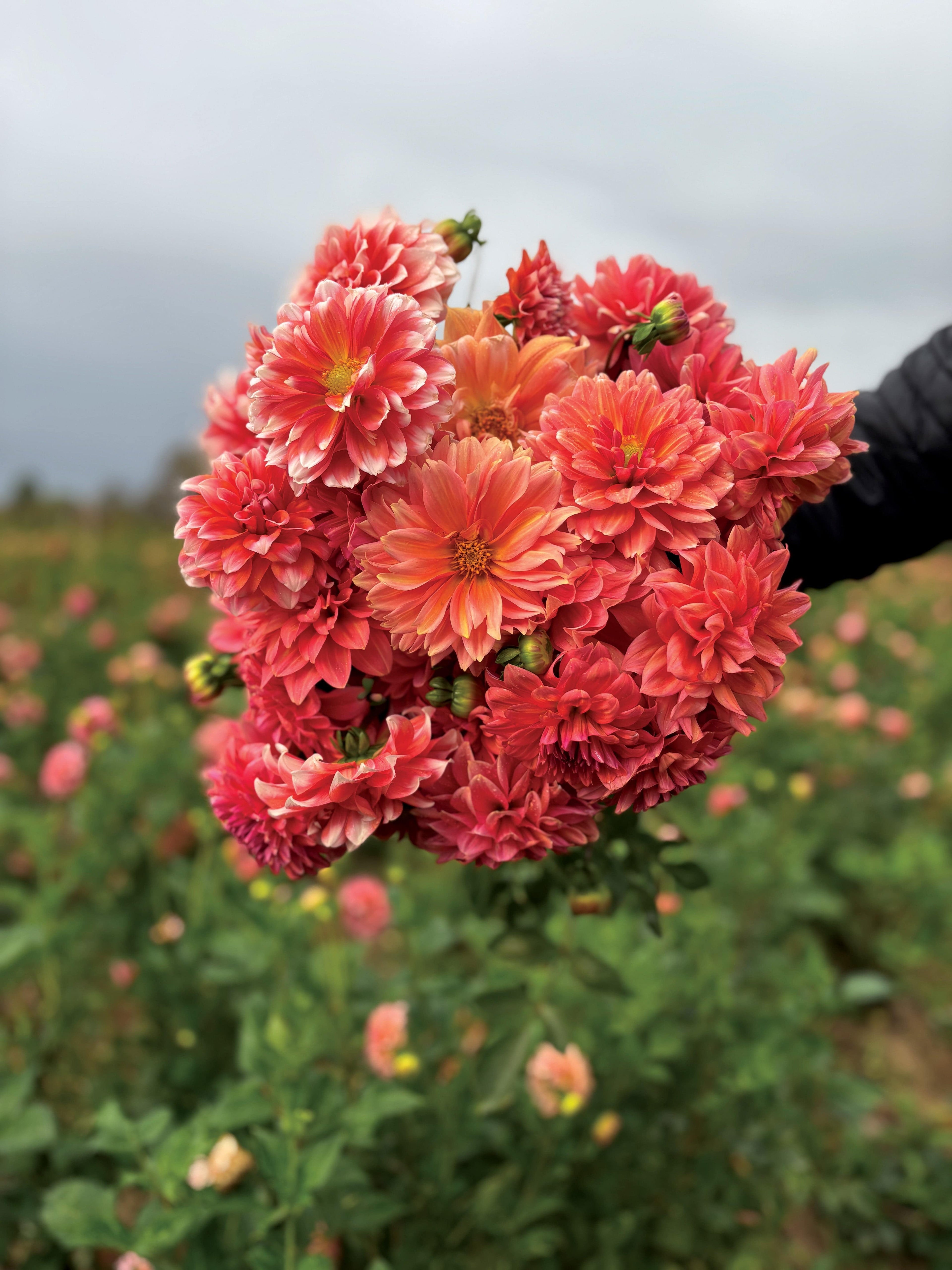 Sunny Meadows Flower Farm Dahlia Tuber Connecticut Coral | Heirloom Boulevard
