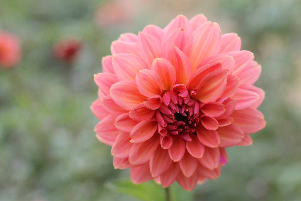Sunny Meadows Flower Farm Dahlia Tuber Connecticut Coral | Heirloom Boulevard