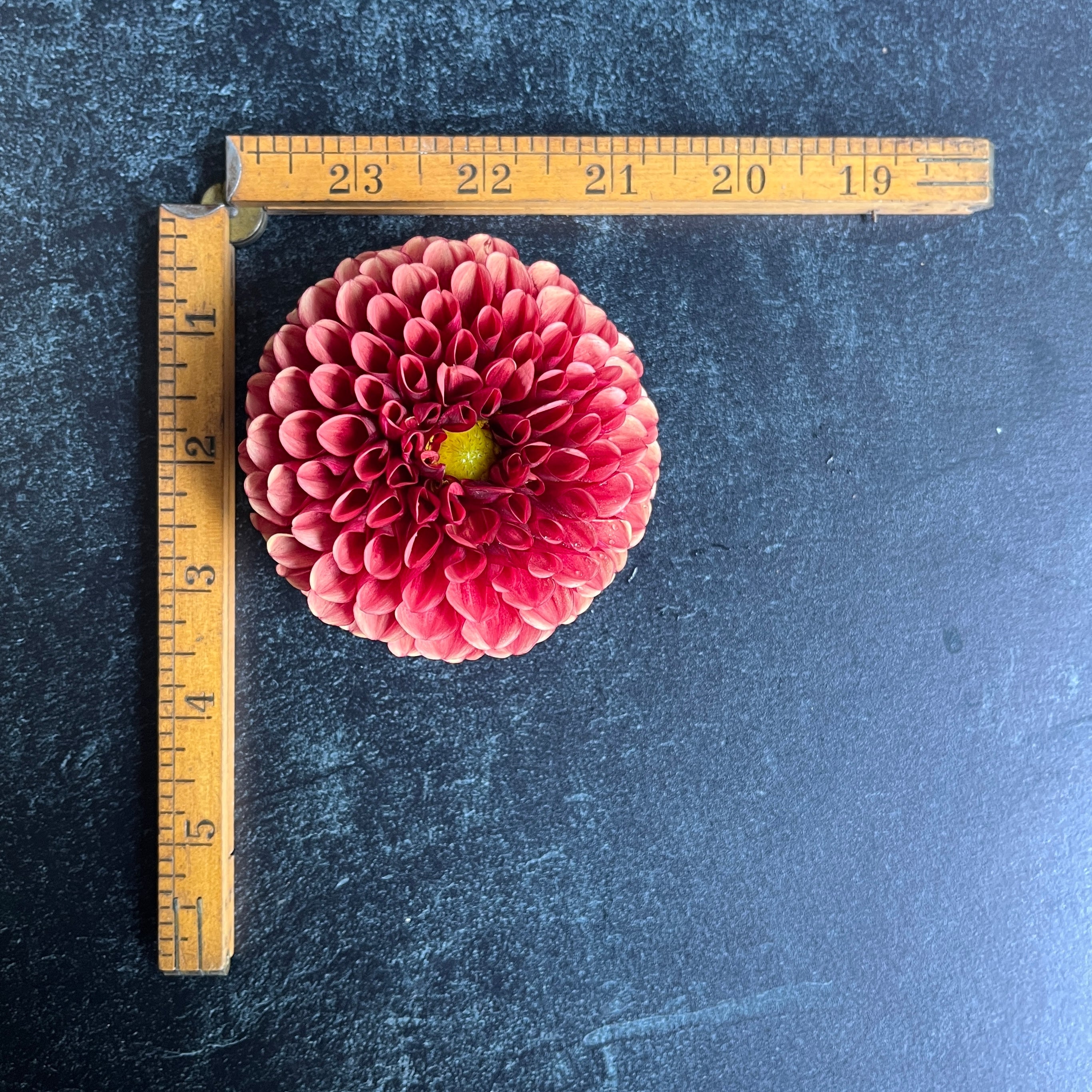 Sunny Meadows Flower Farm Dahlia Tuber Copper Boy | Heirloom Boulevard