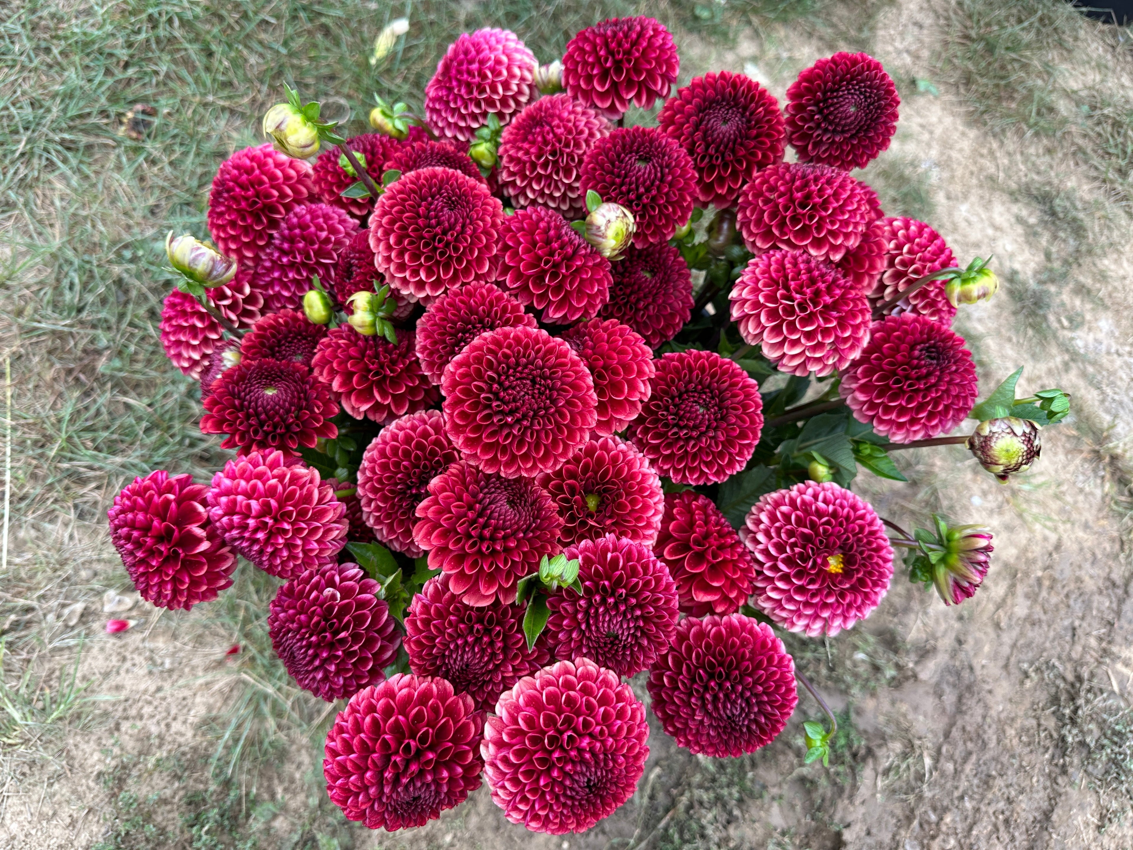 Sunny Meadows Flower Farm Dahlia Tuber Copper Boy | Heirloom Boulevard