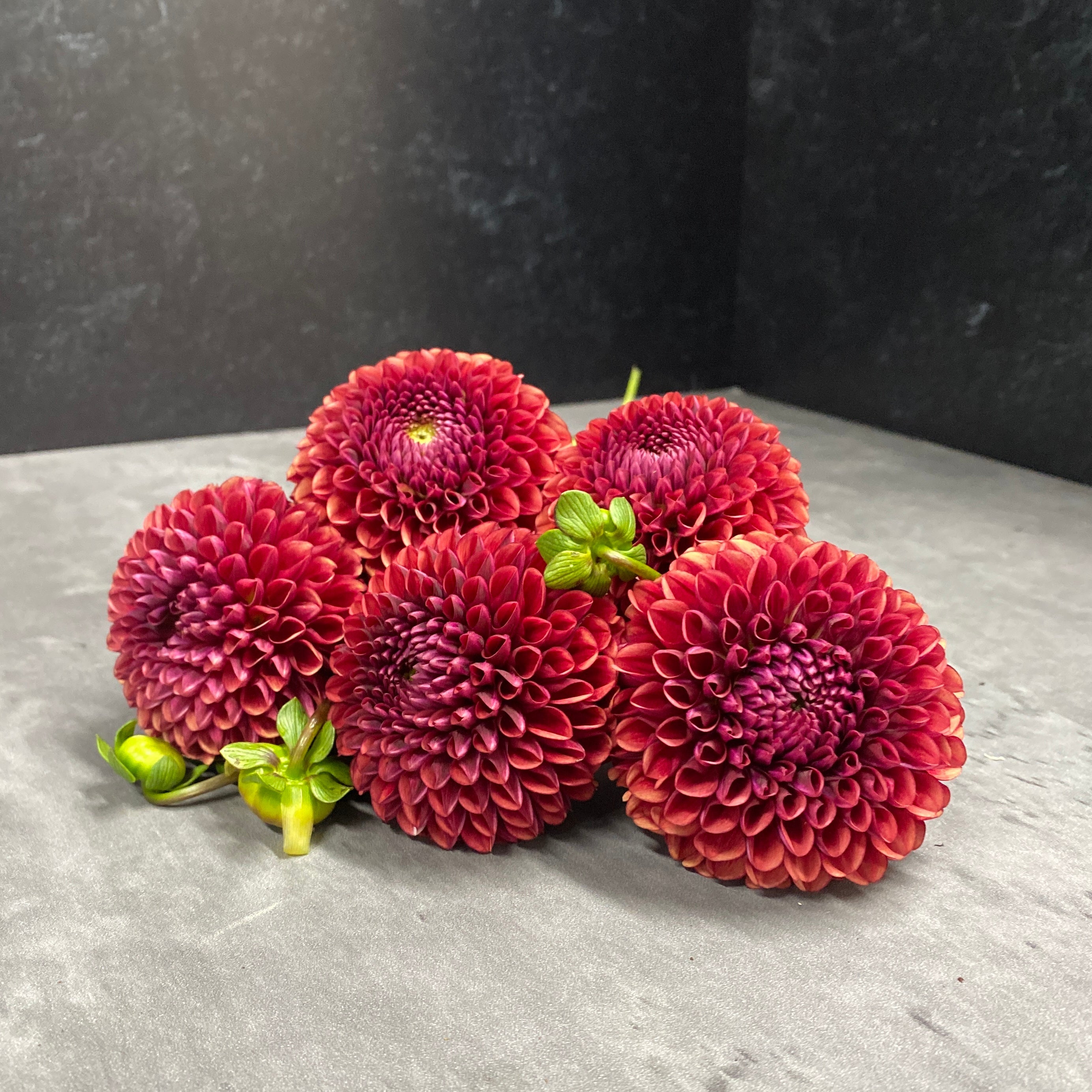 Sunny Meadows Flower Farm Dahlia Tuber Copper Boy | Heirloom Boulevard