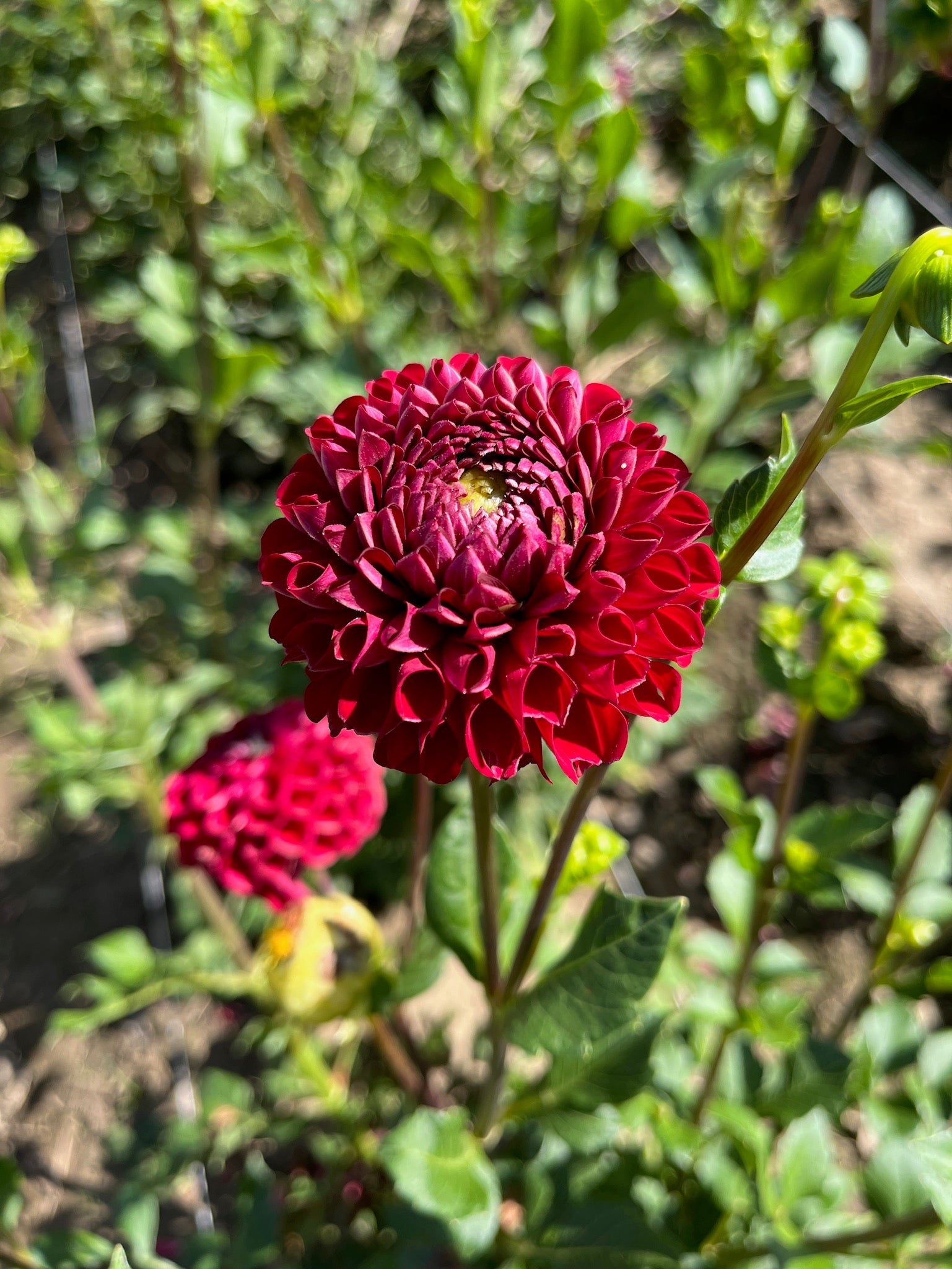 Sunny Meadows Flower Farm Dahlia Tuber Cornel | Heirloom Boulevard