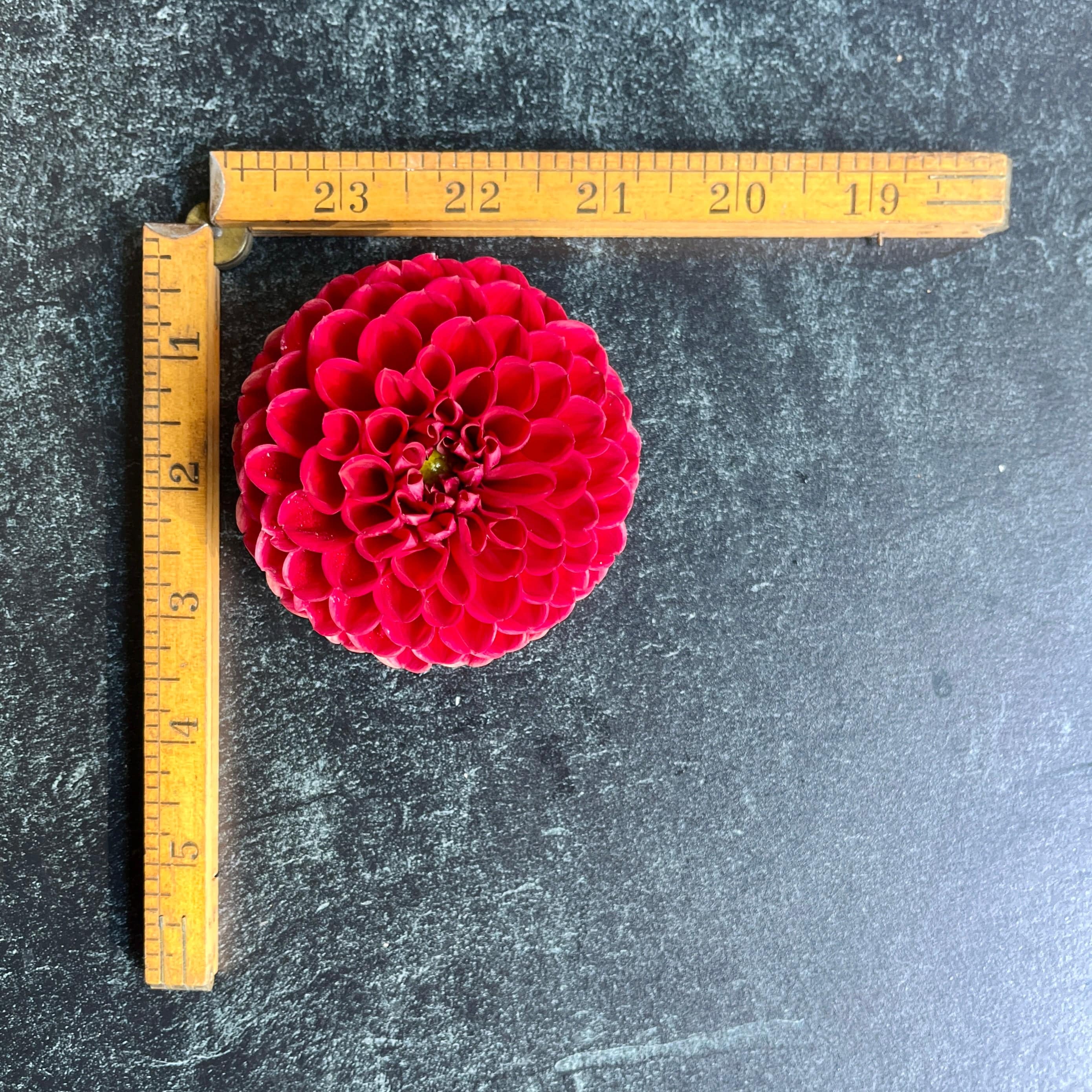 Sunny Meadows Flower Farm Dahlia Tuber Cornel | Heirloom Boulevard