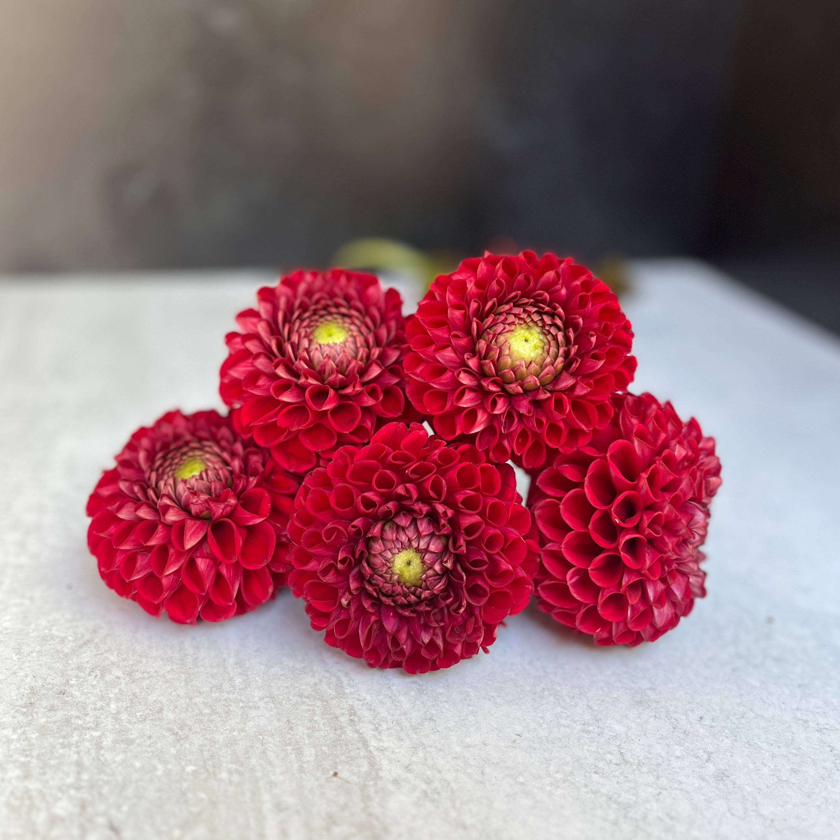 Sunny Meadows Flower Farm Dahlia Tuber Cornel | Heirloom Boulevard