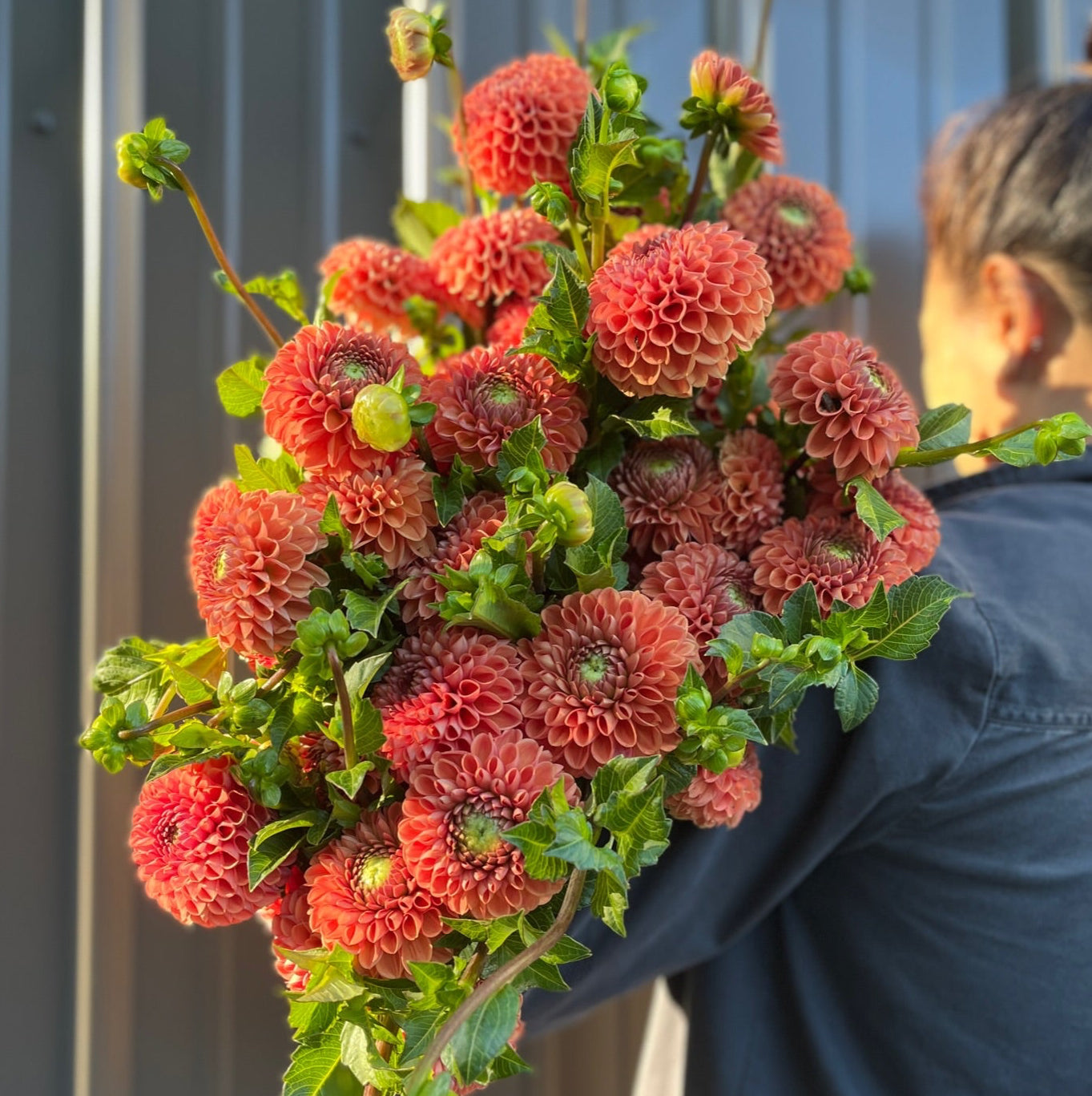 Sunny Meadows Flower Farm Dahlia Tuber Cornel Bronze | Heirloom Boulevard