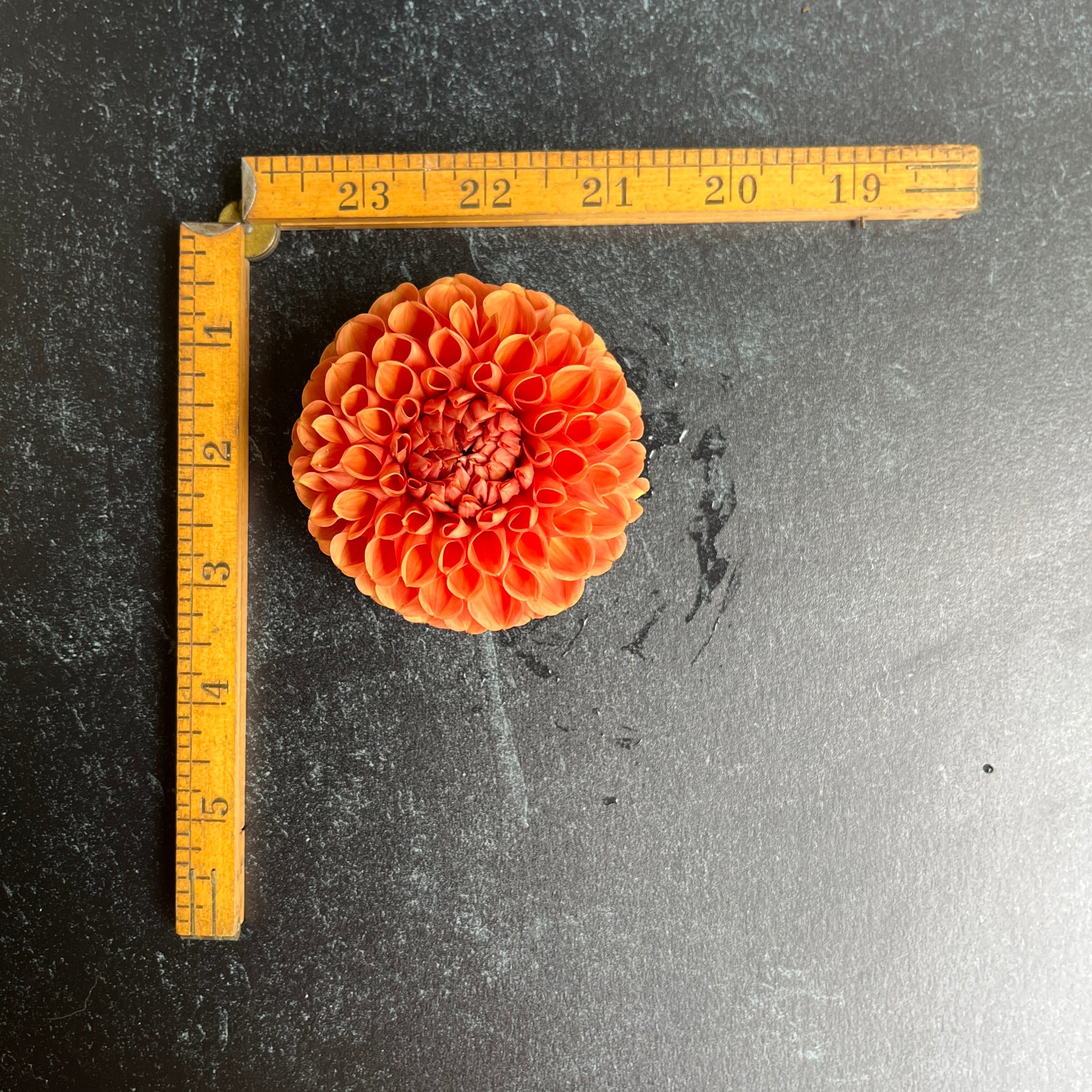 Sunny Meadows Flower Farm Dahlia Tuber Cornel Bronze | Heirloom Boulevard