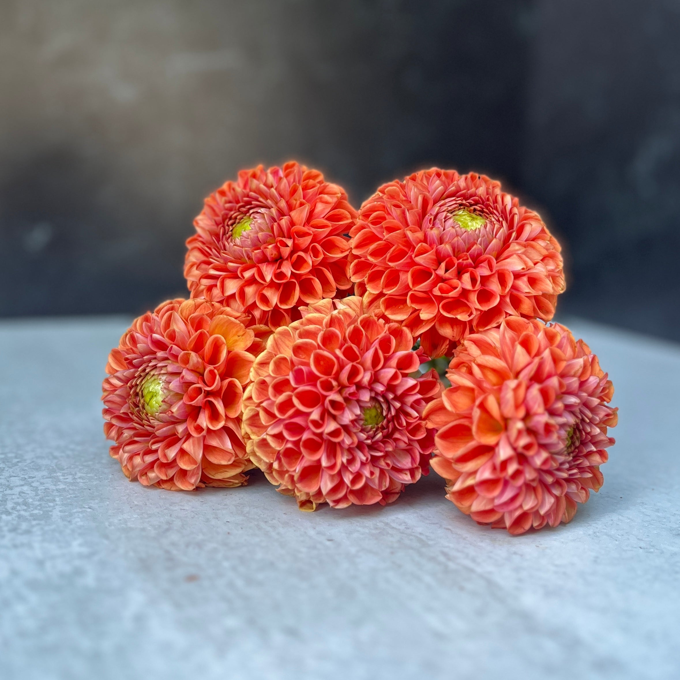 Sunny Meadows Flower Farm Dahlia Tuber Cornel Bronze | Heirloom Boulevard