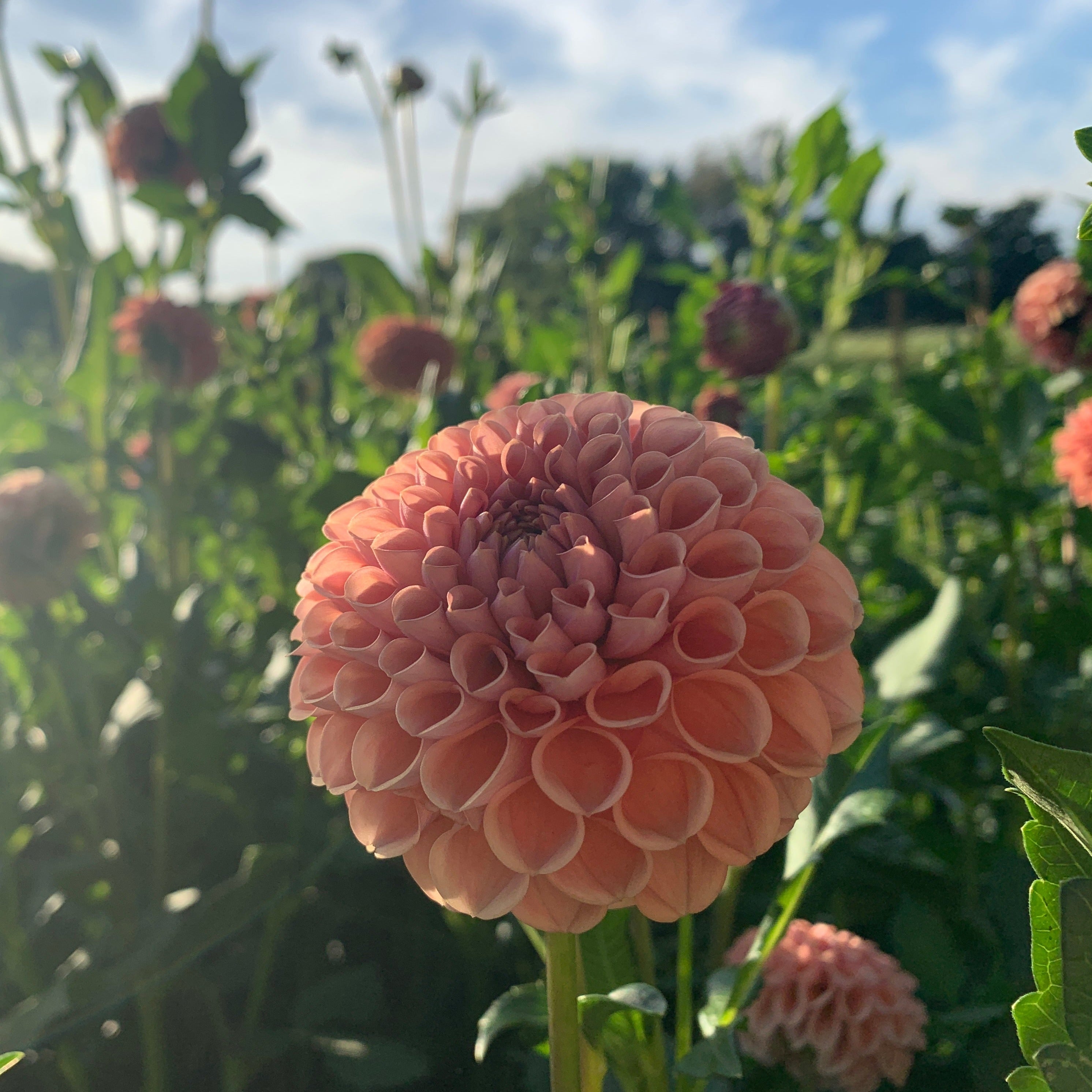 Sunny Meadows Flower Farm Dahlia Tuber Cornel Bronze | Heirloom Boulevard