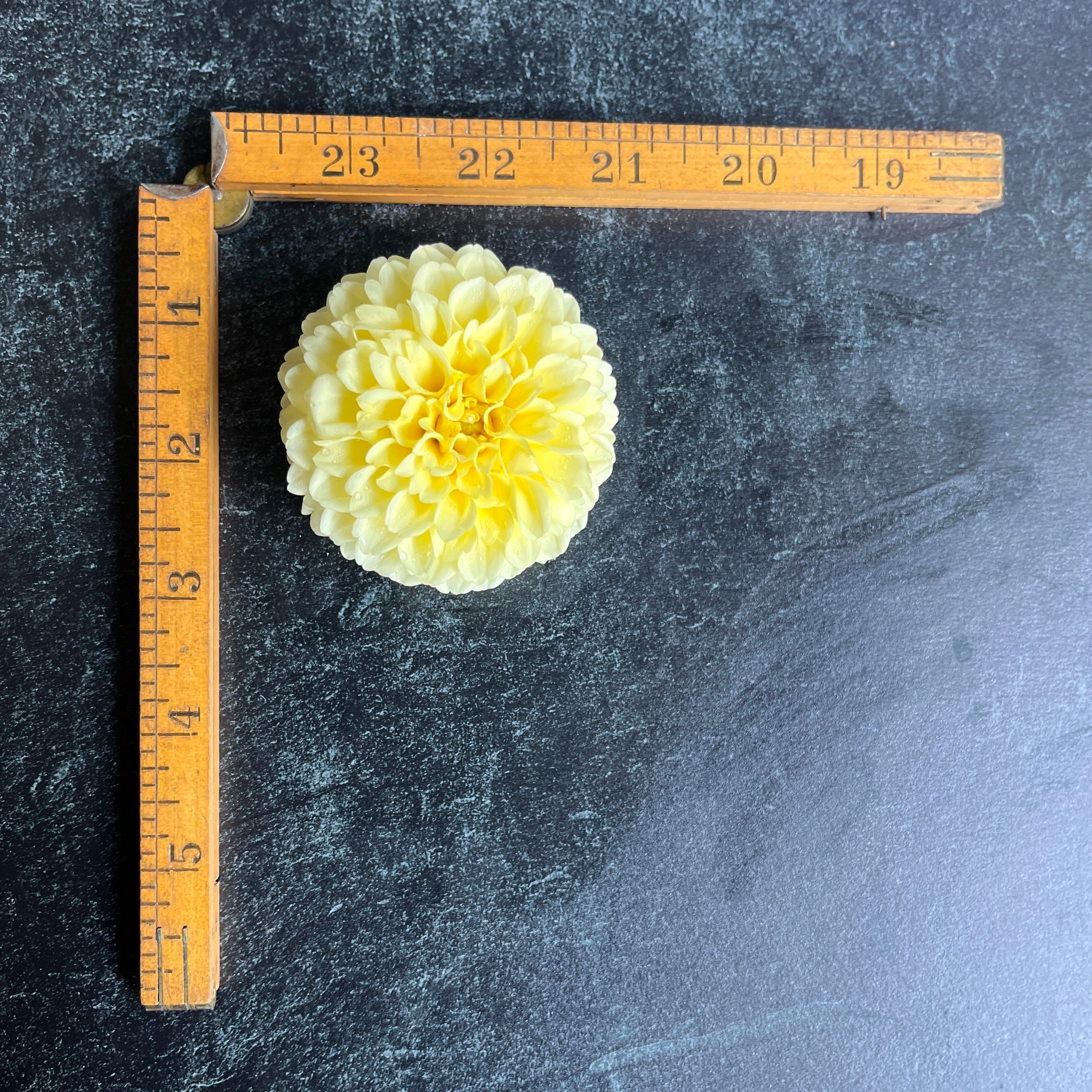 Sunny Meadows Flower Farm Dahlia Tuber Creamy | Heirloom Boulevard