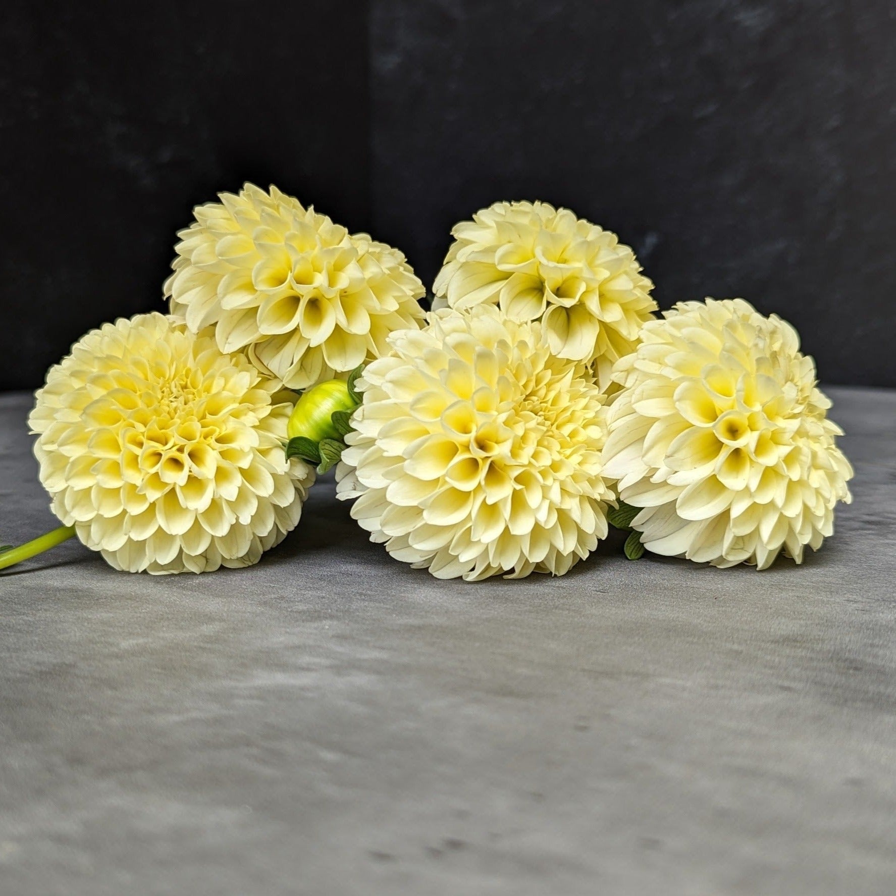 Sunny Meadows Flower Farm Dahlia Tuber Creamy | Heirloom Boulevard