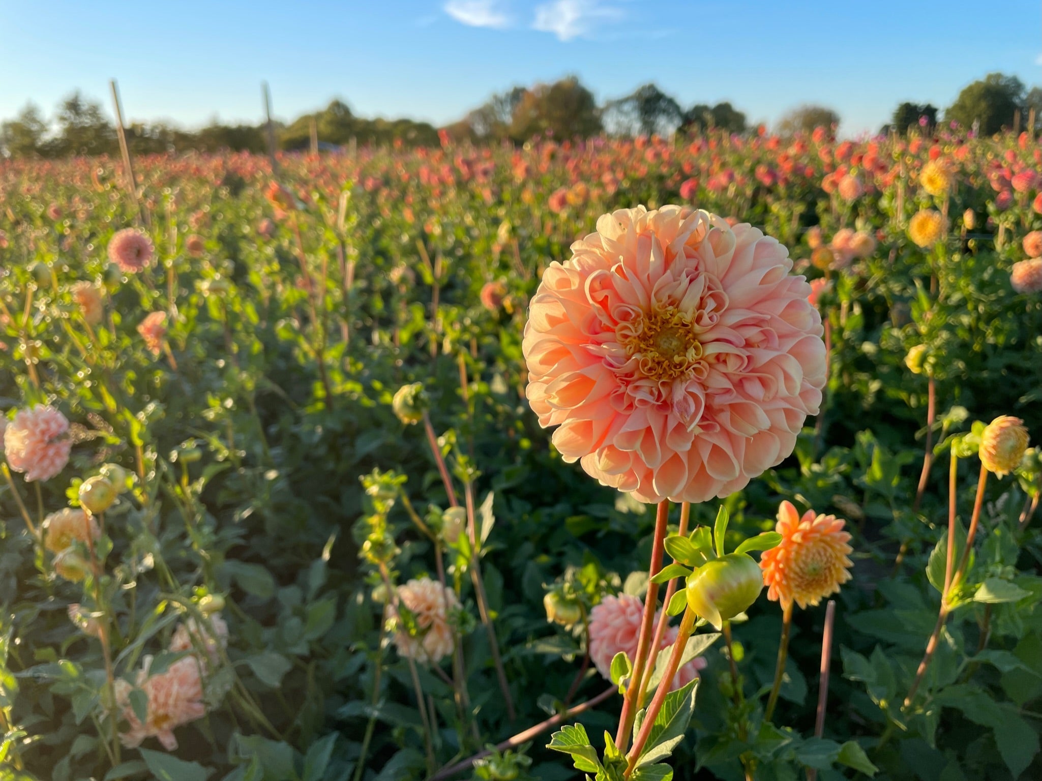Sunny Meadows Flower Farm Dahlia Tuber Crichton Honey | Heirloom Boulevard