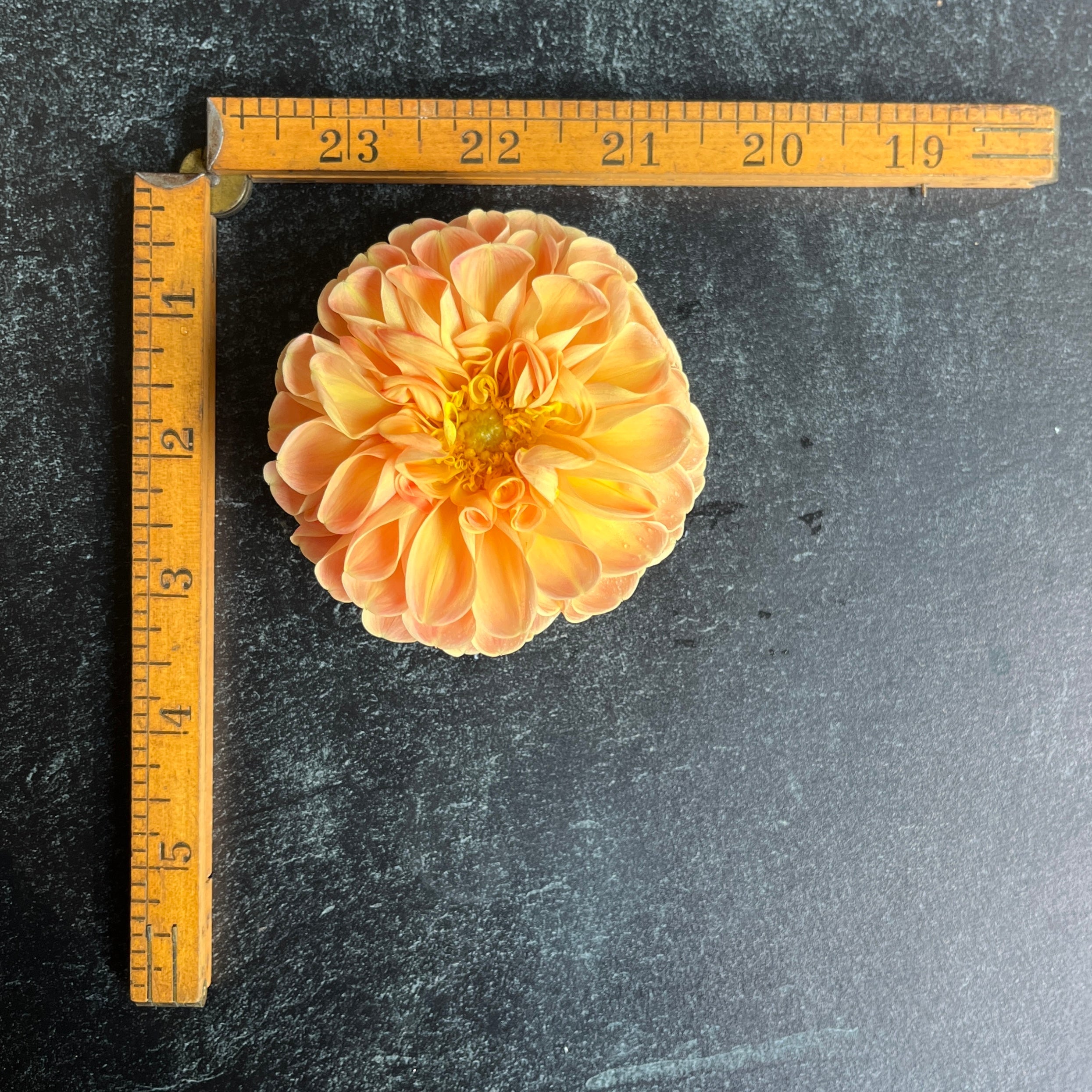 Sunny Meadows Flower Farm Dahlia Tuber Crichton Honey | Heirloom Boulevard