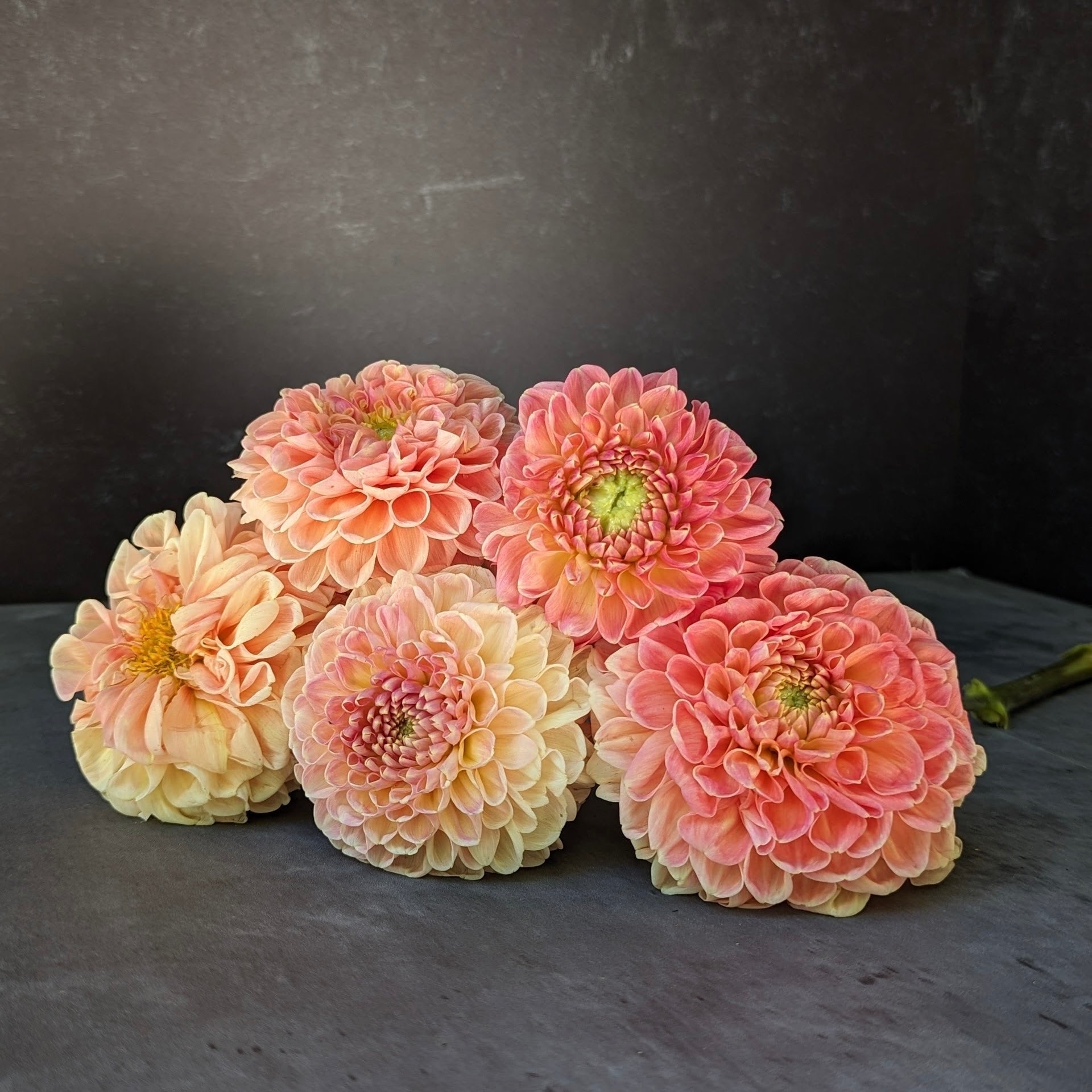 Sunny Meadows Flower Farm Dahlia Tuber Crichton Honey | Heirloom Boulevard