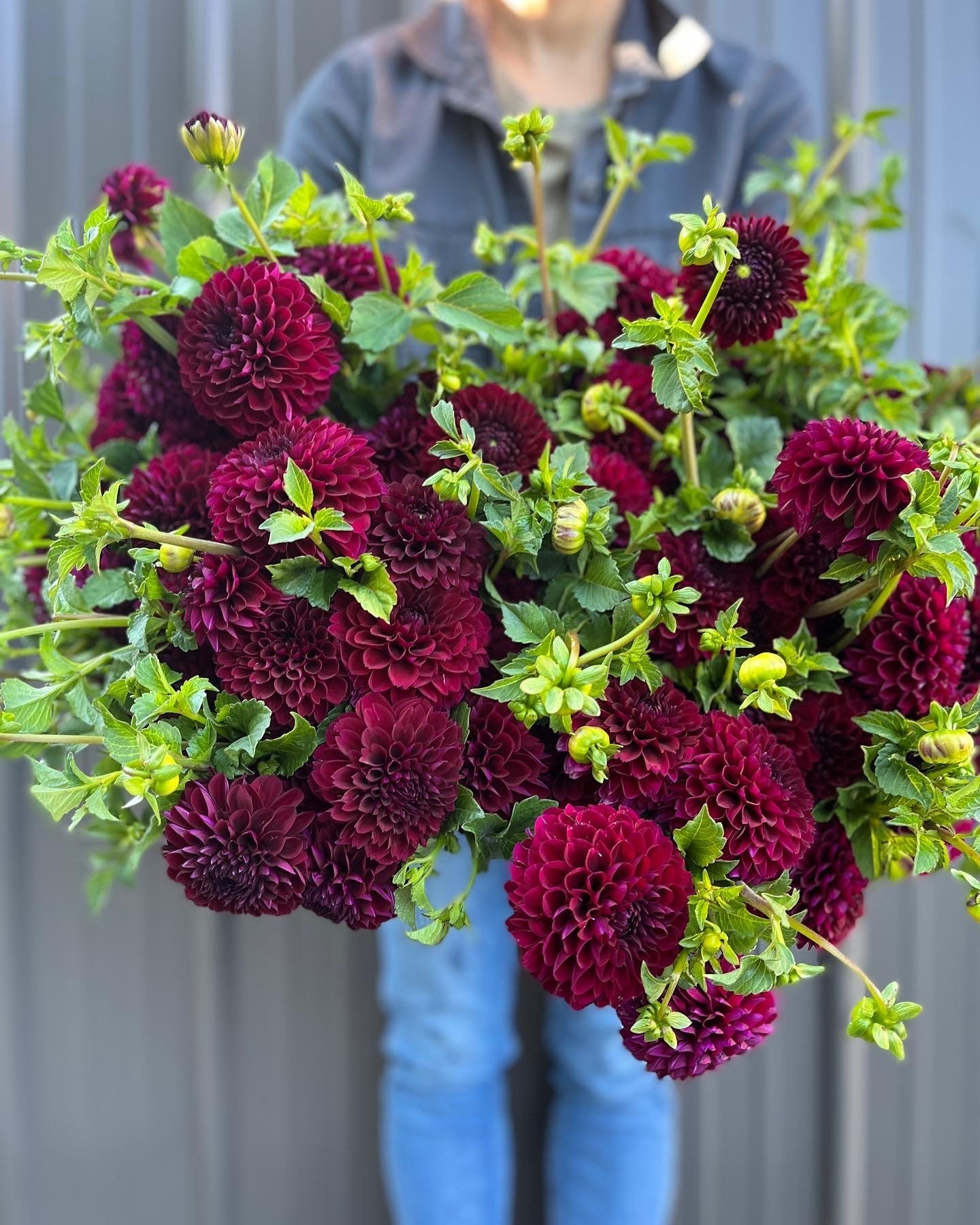 Sunny Meadows Flower Farm Dahlia Tuber Jessie G | Heirloom Boulevard