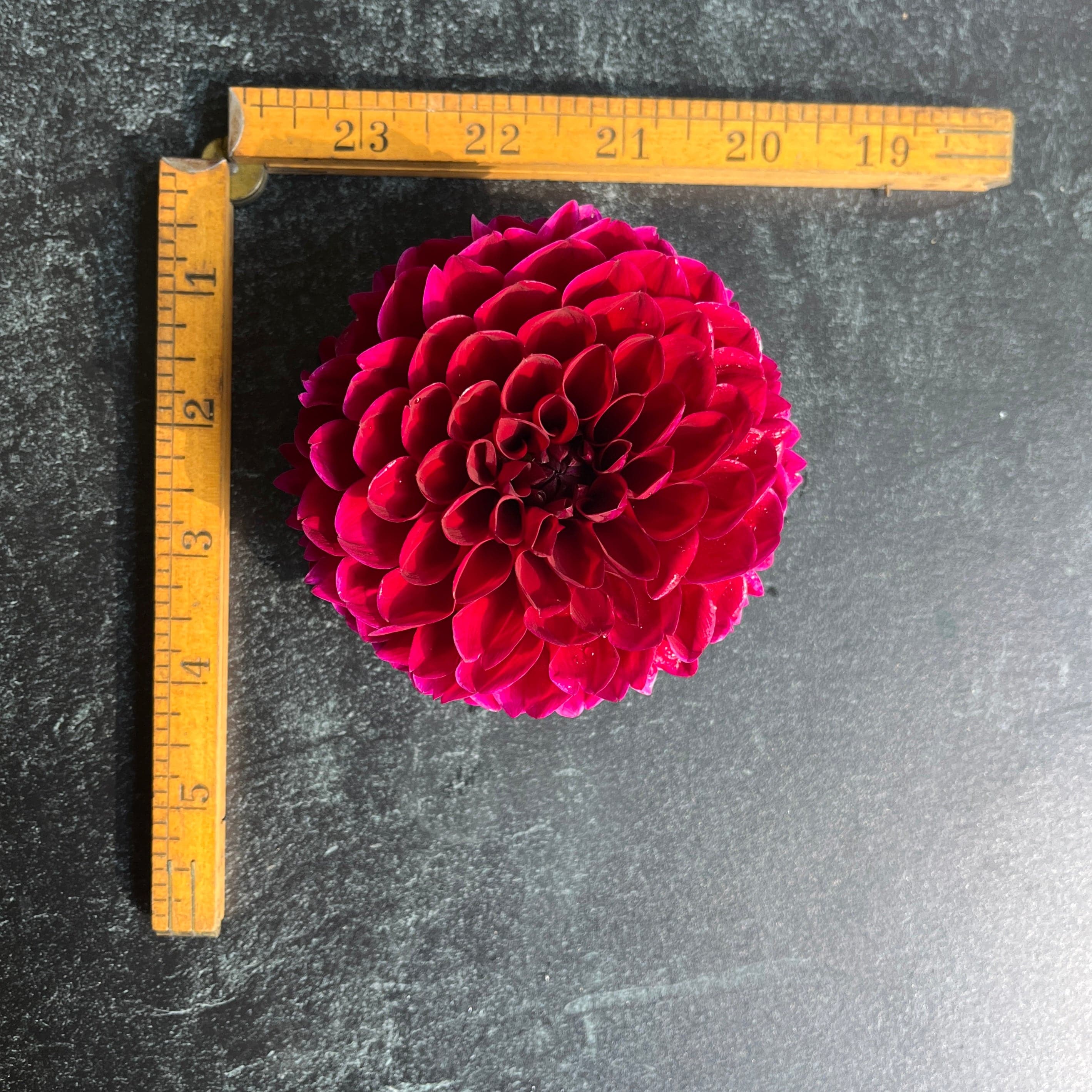 Sunny Meadows Flower Farm Dahlia Tuber Jessie G | Heirloom Boulevard