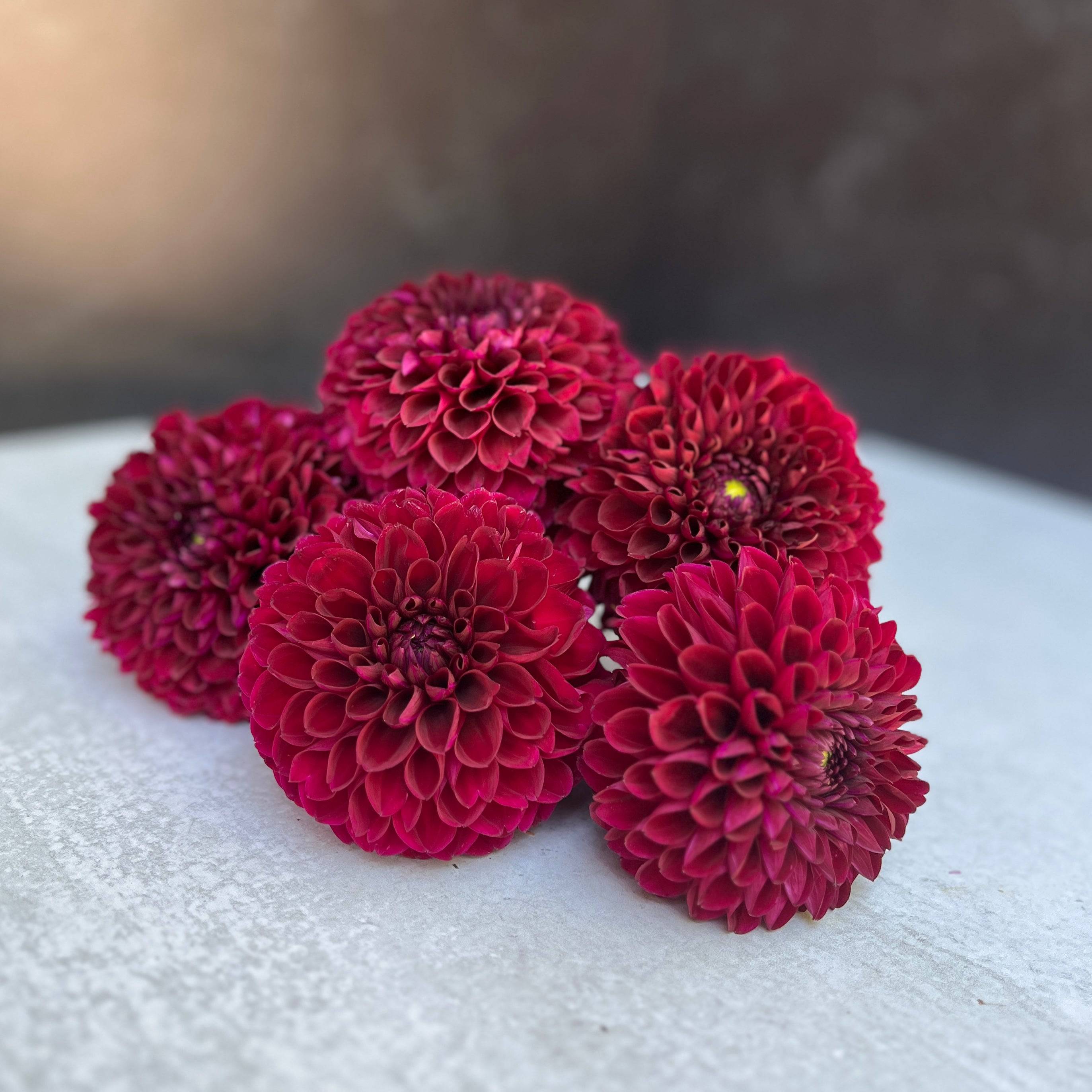 Sunny Meadows Flower Farm Dahlia Tuber Jessie G | Heirloom Boulevard