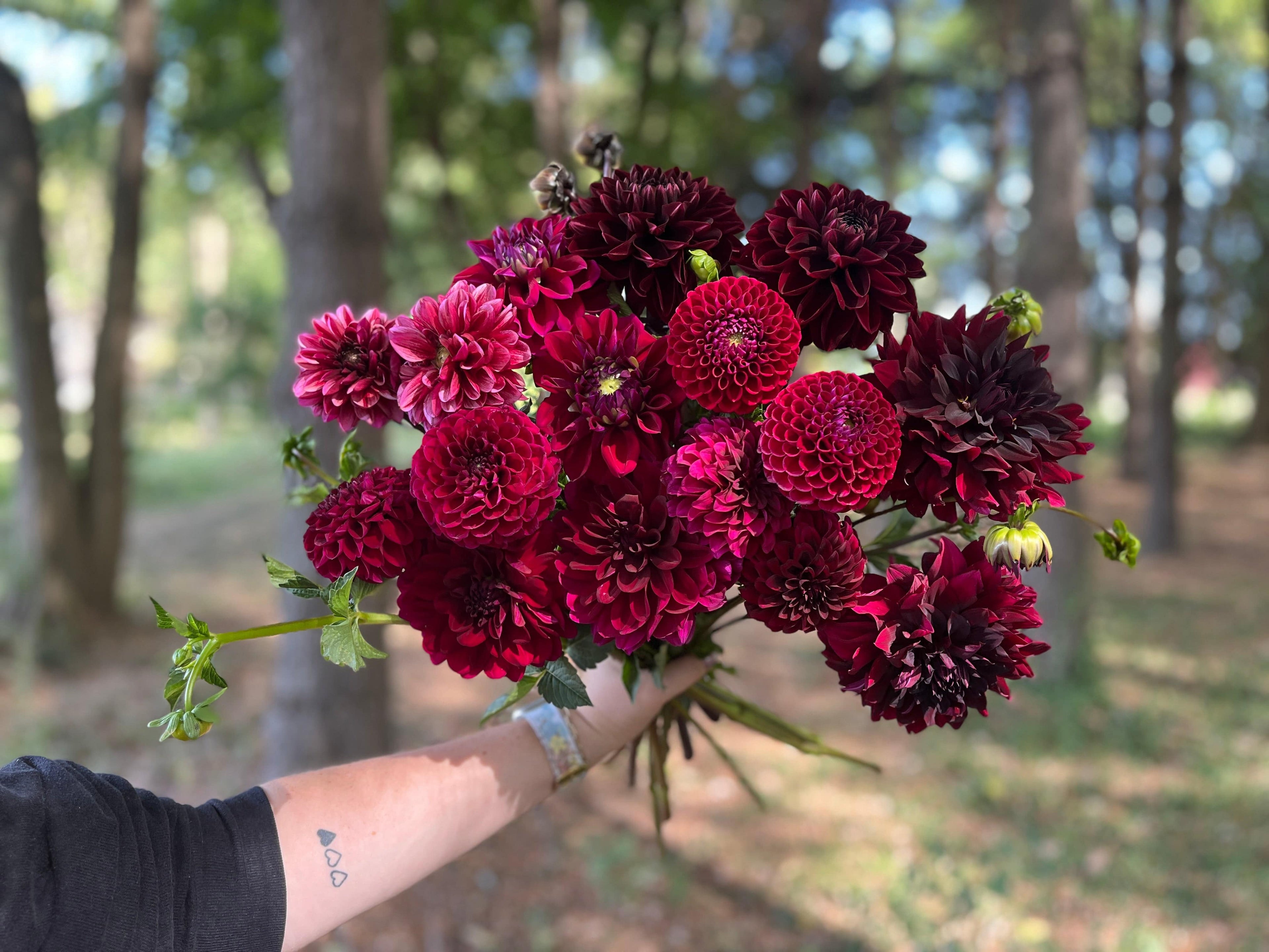 Sunny Meadows Flower Farm Dahlia Tuber Jessie G | Heirloom Boulevard