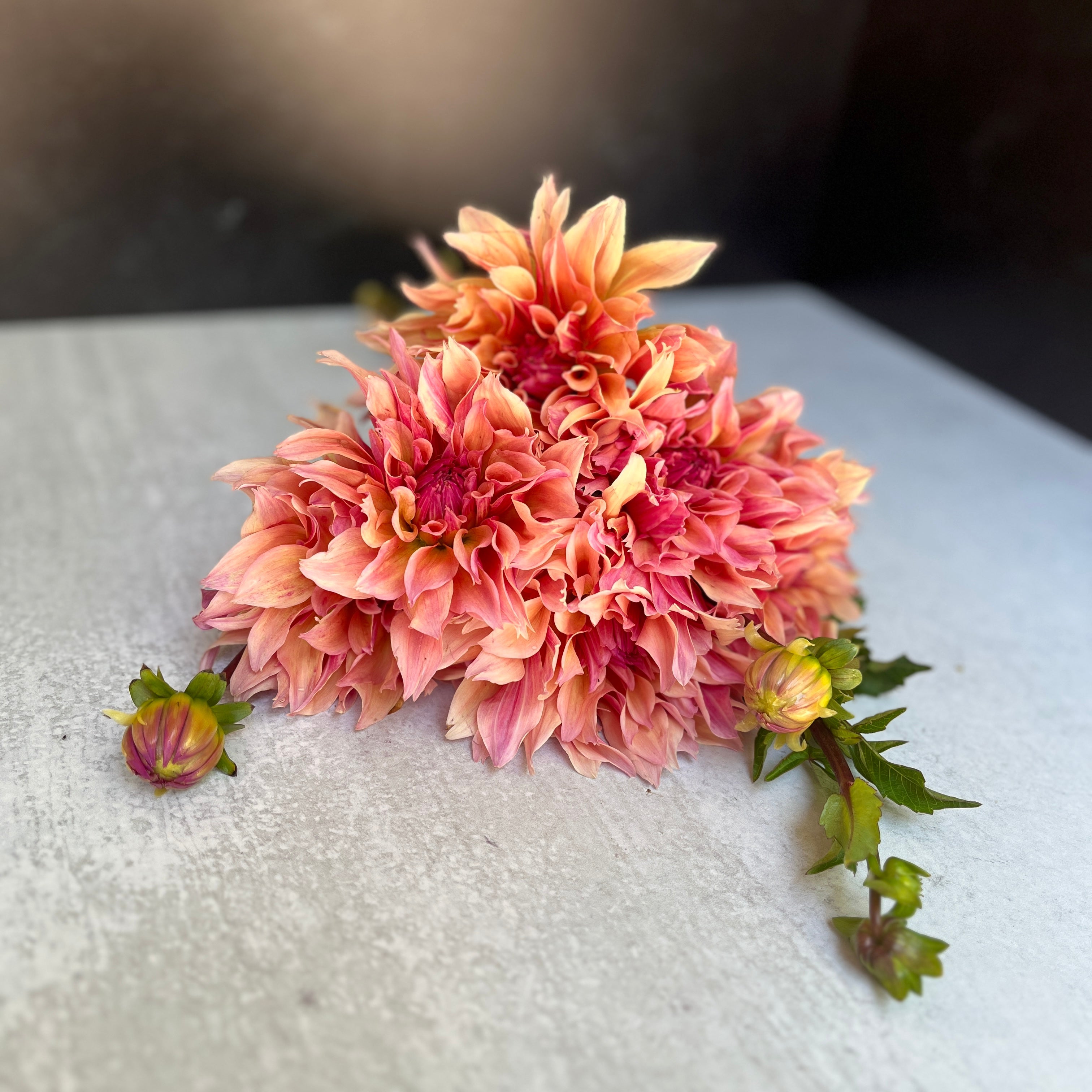 Sunny Meadows Flower Farm Dahlia Tuber Labyrinth | Heirloom Boulevard