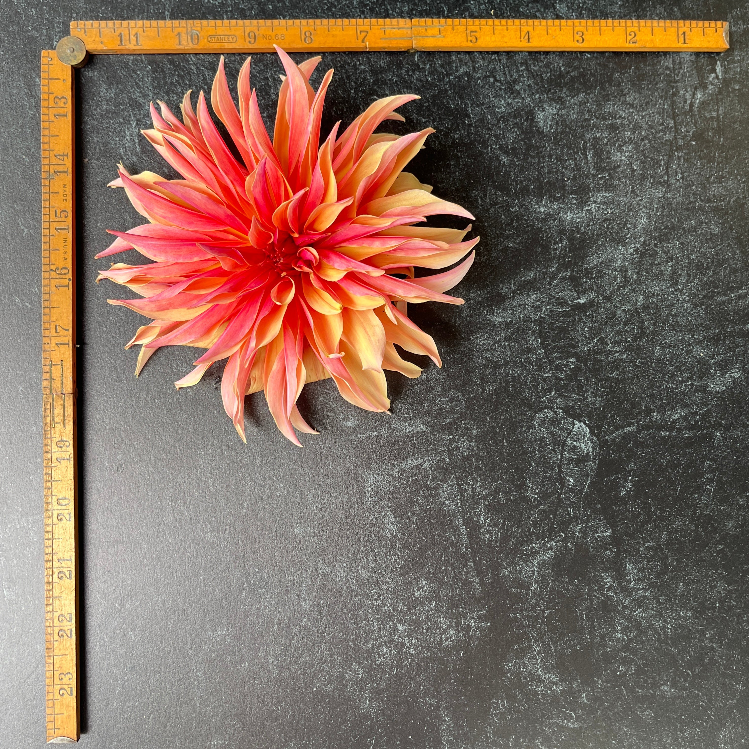 Sunny Meadows Flower Farm Dahlia Tuber Labyrinth | Heirloom Boulevard