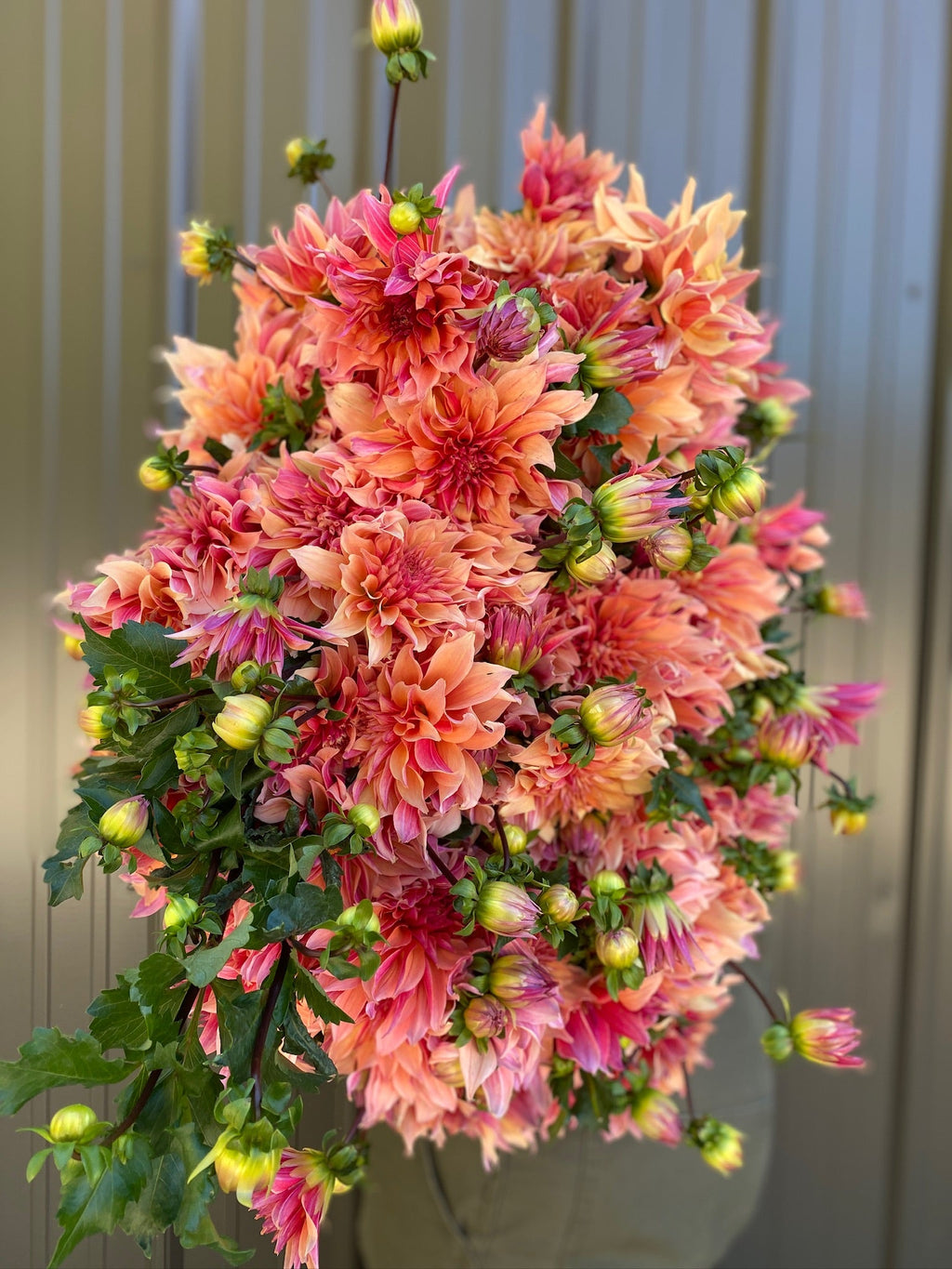 Sunny Meadows Flower Farm Dahlia Tuber Labyrinth | Heirloom Boulevard