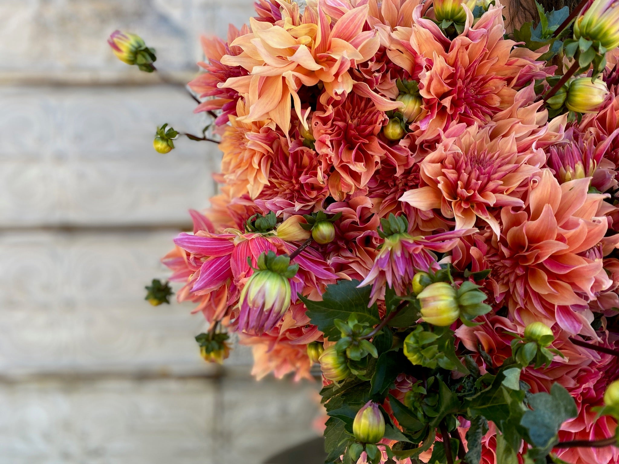 Sunny Meadows Flower Farm Dahlia Tuber Labyrinth | Heirloom Boulevard