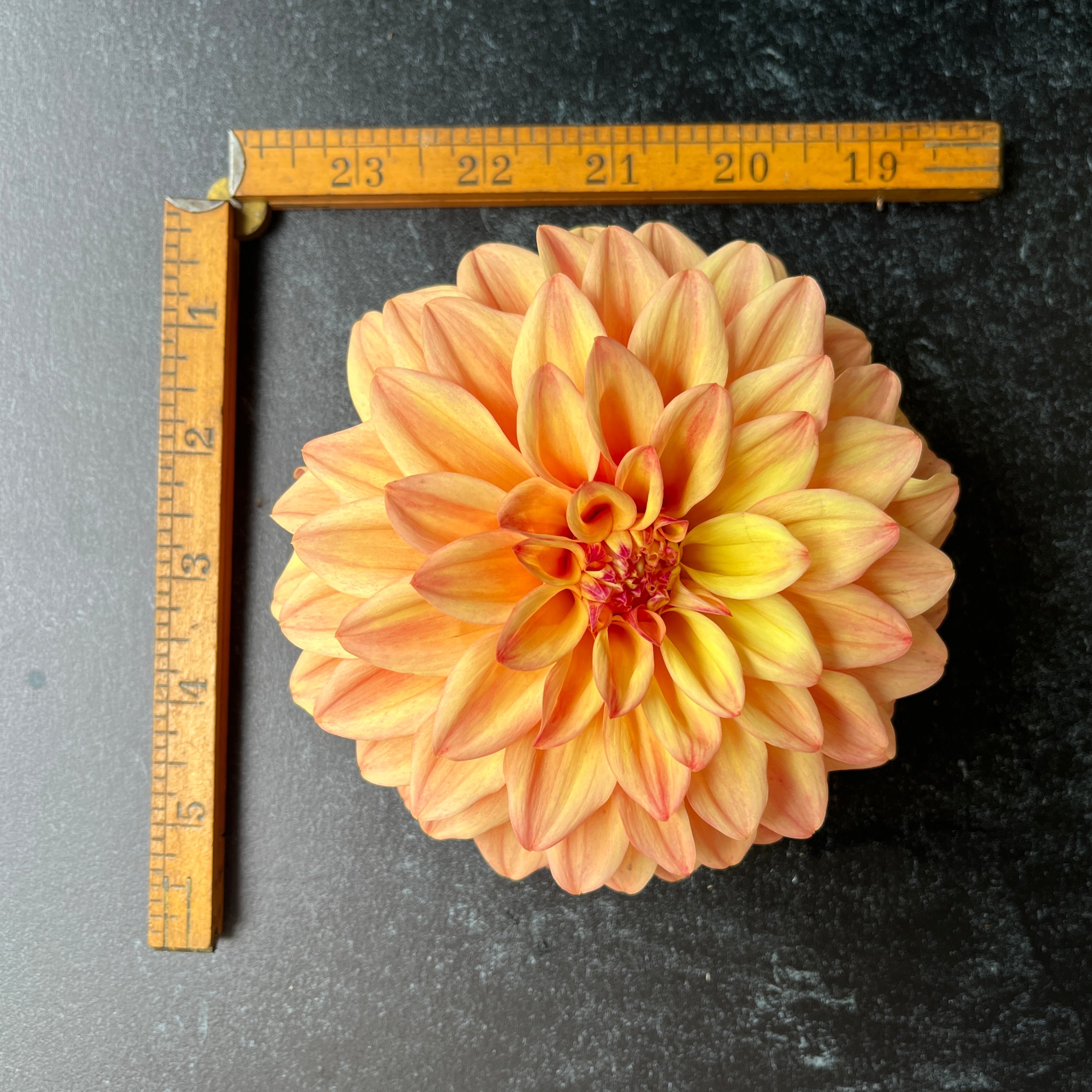 Sunny Meadows Flower Farm Dahlia Tuber Miss Amara | Heirloom Boulevard