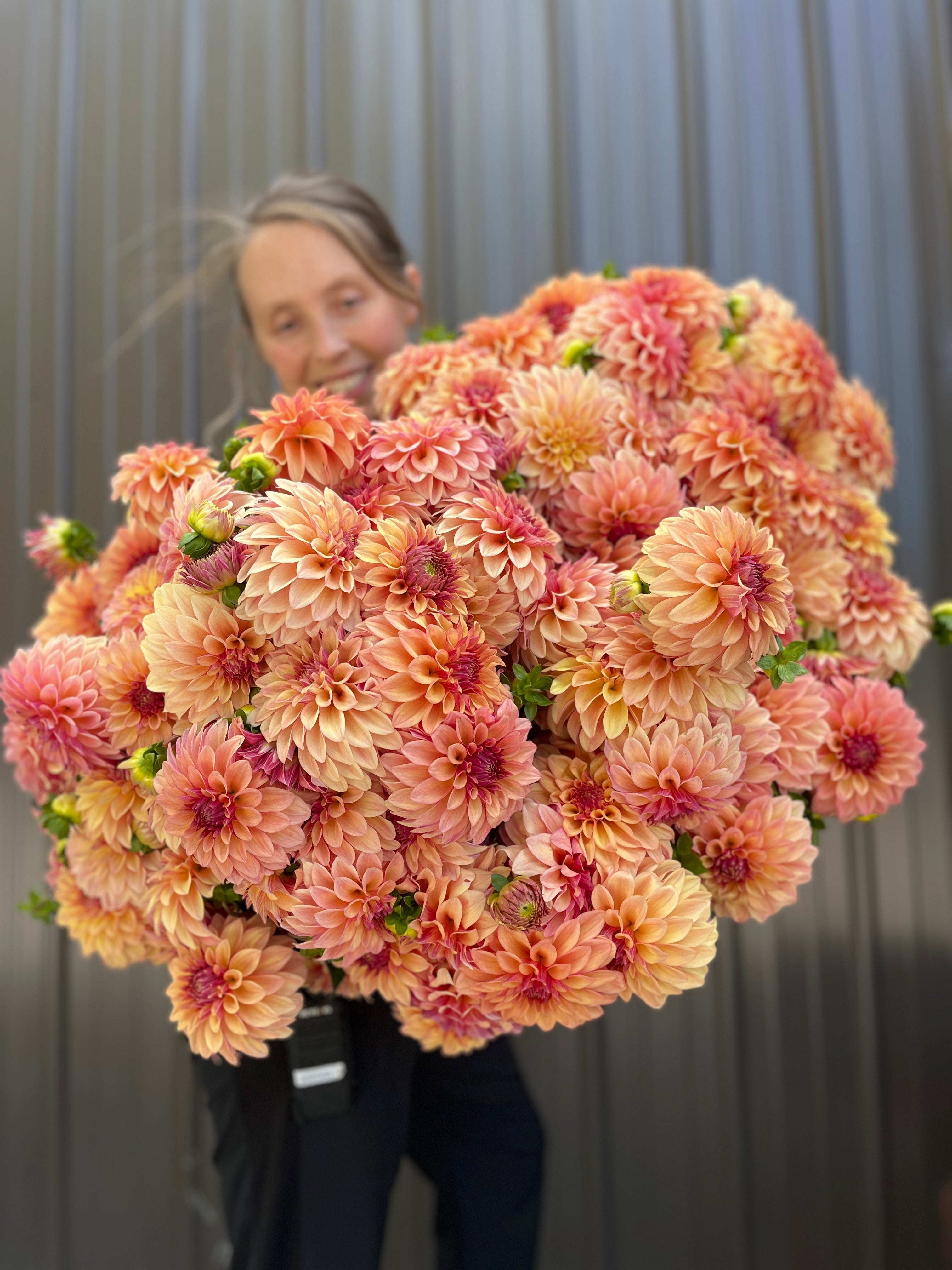 Sunny Meadows Flower Farm Dahlia Tuber Miss Amara | Heirloom Boulevard