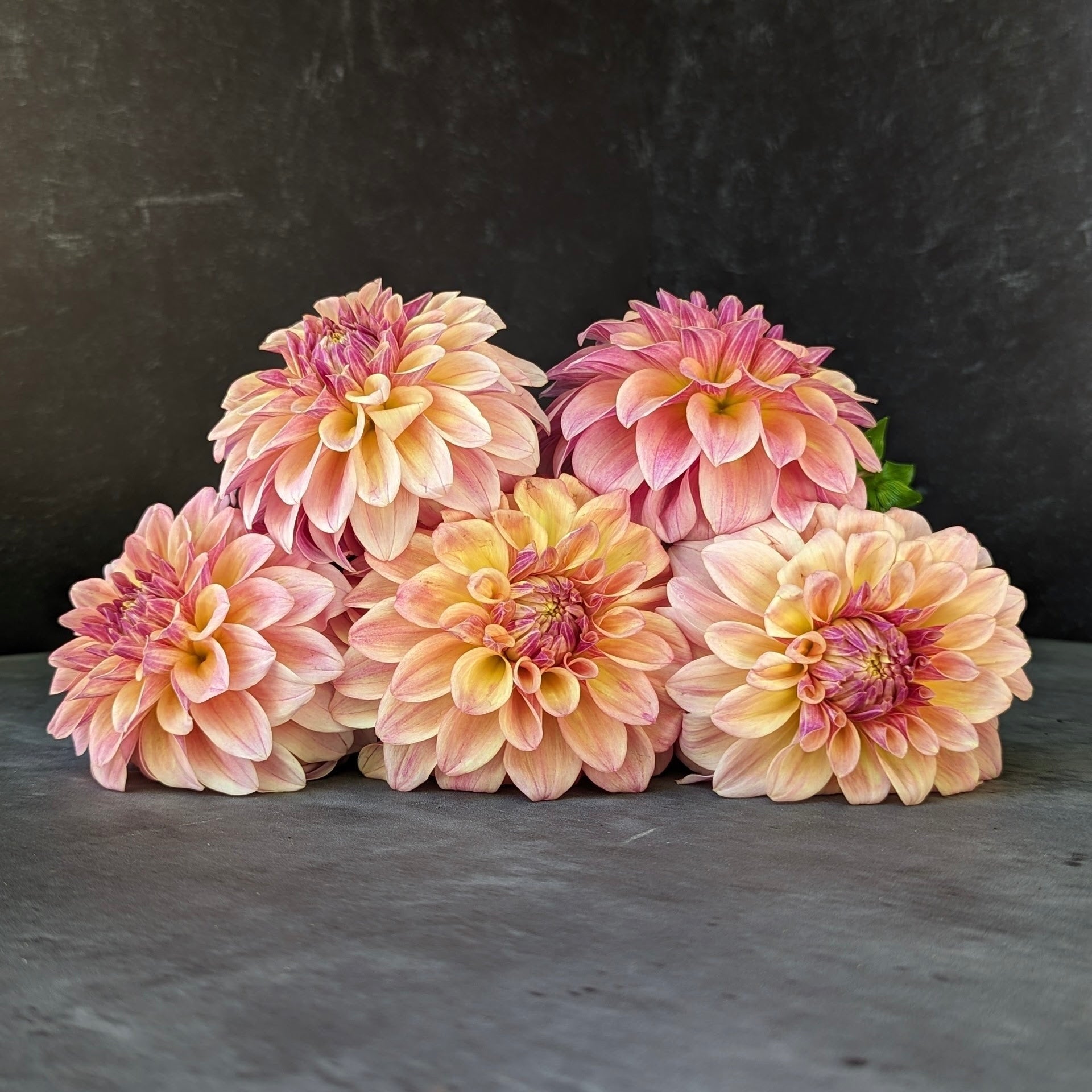 Sunny Meadows Flower Farm Dahlia Tuber Miss Amara | Heirloom Boulevard