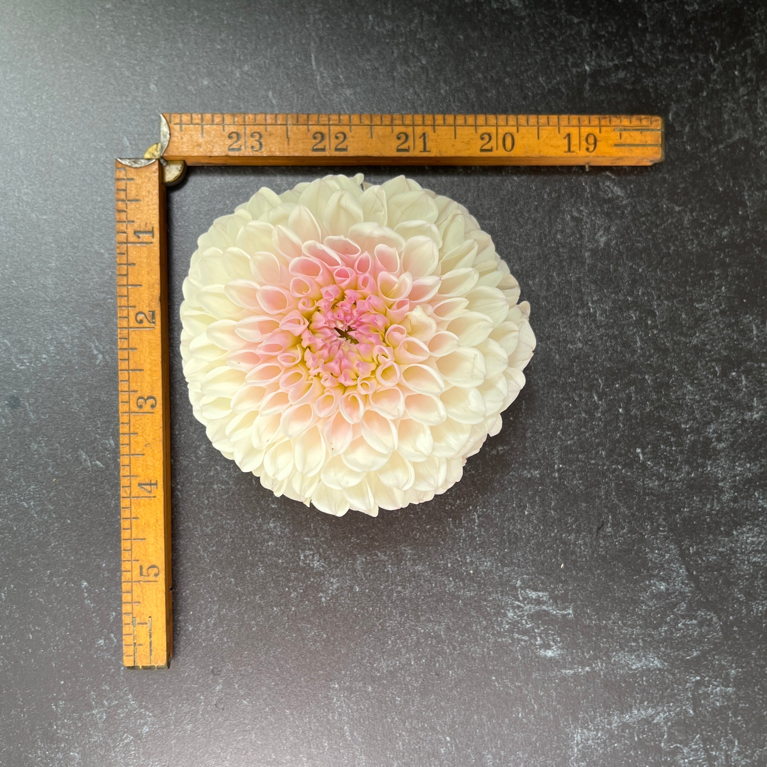 Sunny Meadows Flower Farm Dahlia Tuber Pink Pearl | Heirloom Boulevard