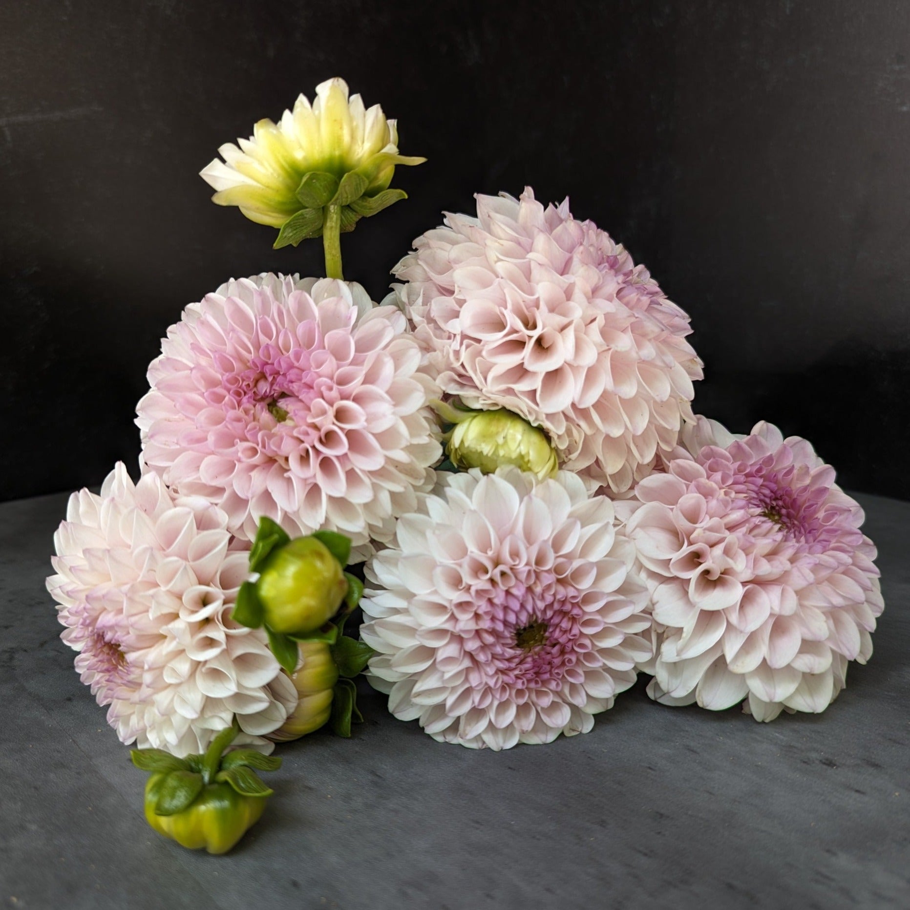 Sunny Meadows Flower Farm Dahlia Tuber Pink Pearl | Heirloom Boulevard