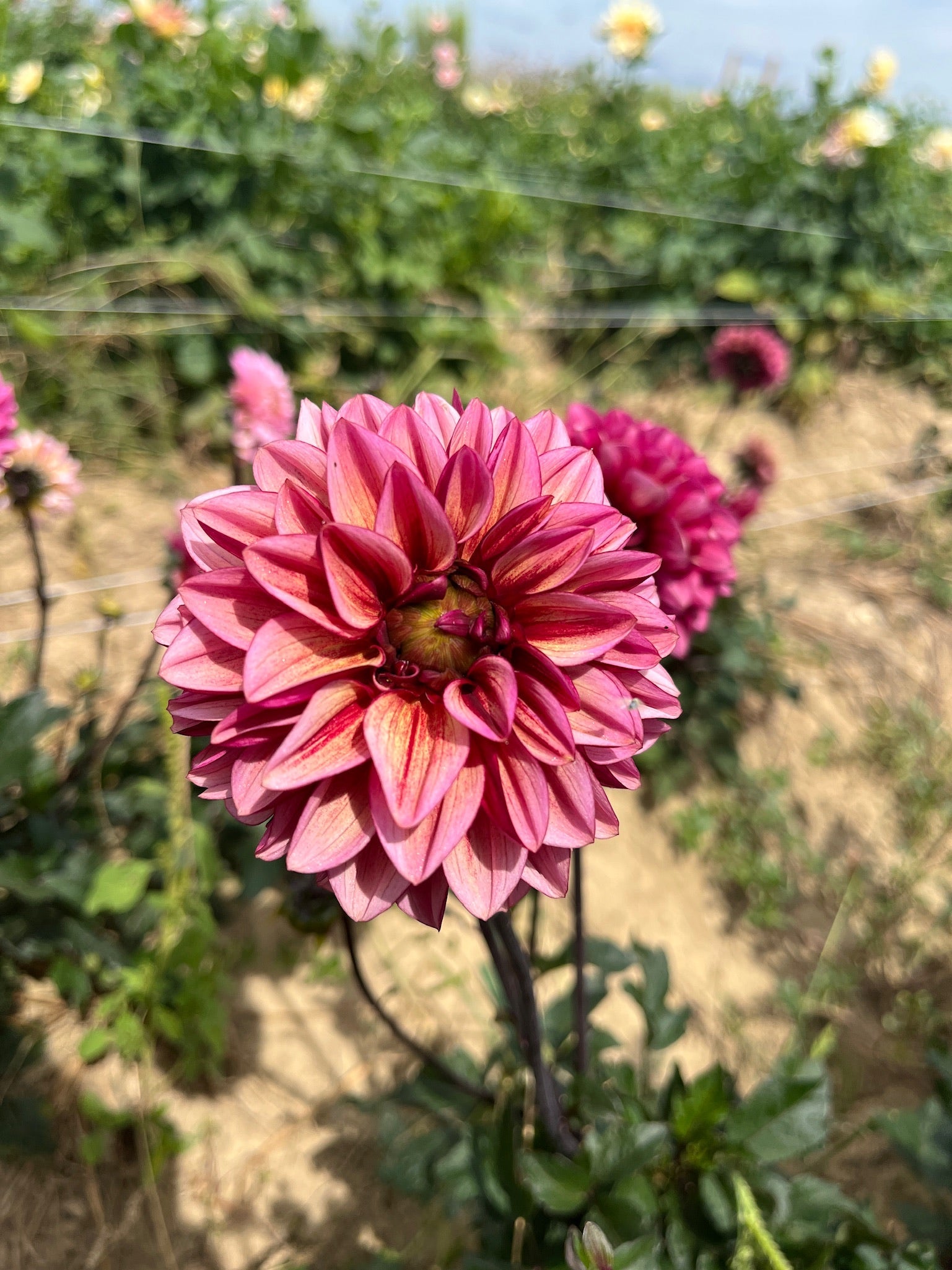 Sunny Meadows Flower Farm Dahlia Tuber Senior's Hope | Heirloom Boulevard