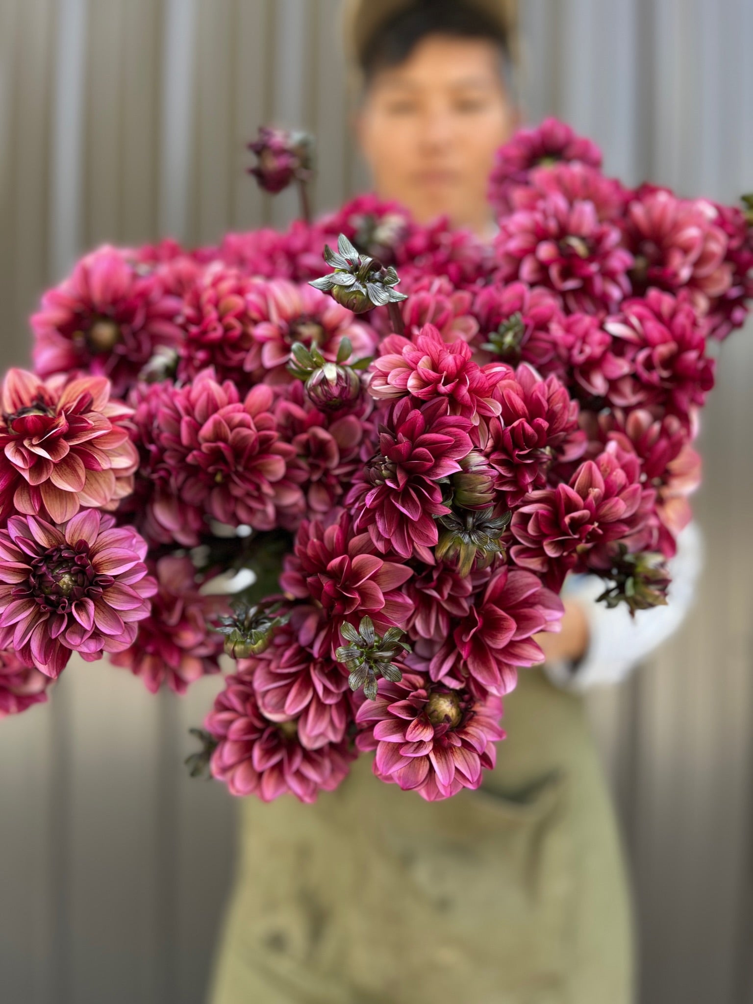 Sunny Meadows Flower Farm Dahlia Tuber Senior's Hope | Heirloom Boulevard