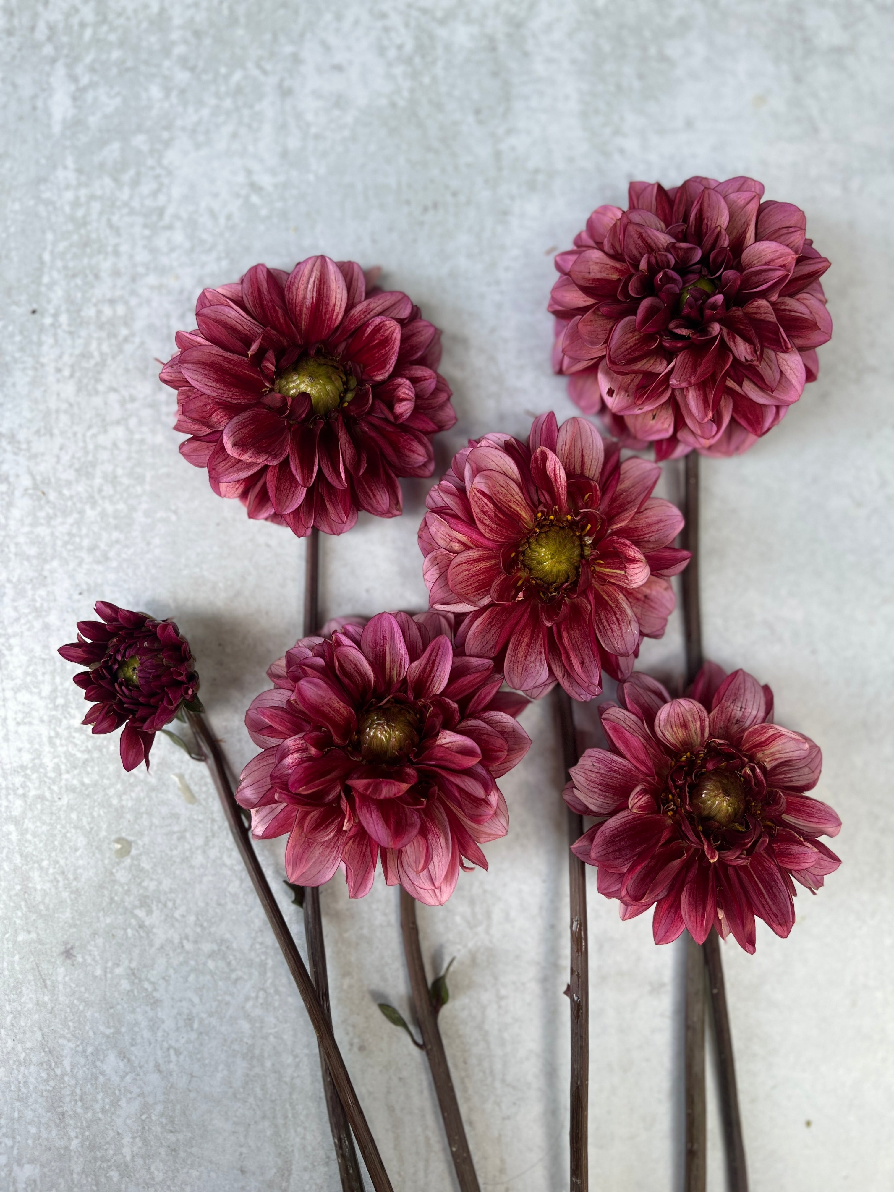 Sunny Meadows Flower Farm Dahlia Tuber Senior's Hope | Heirloom Boulevard