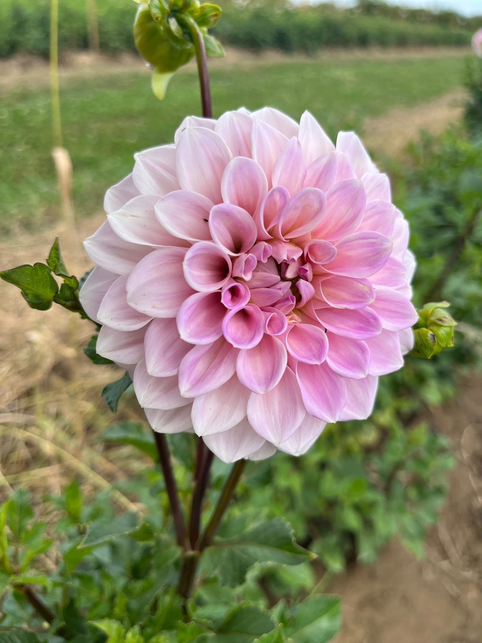 Sunny Meadows Flower Farm Dahlia Tuber Sweet Nathalie | Heirloom Boulevard