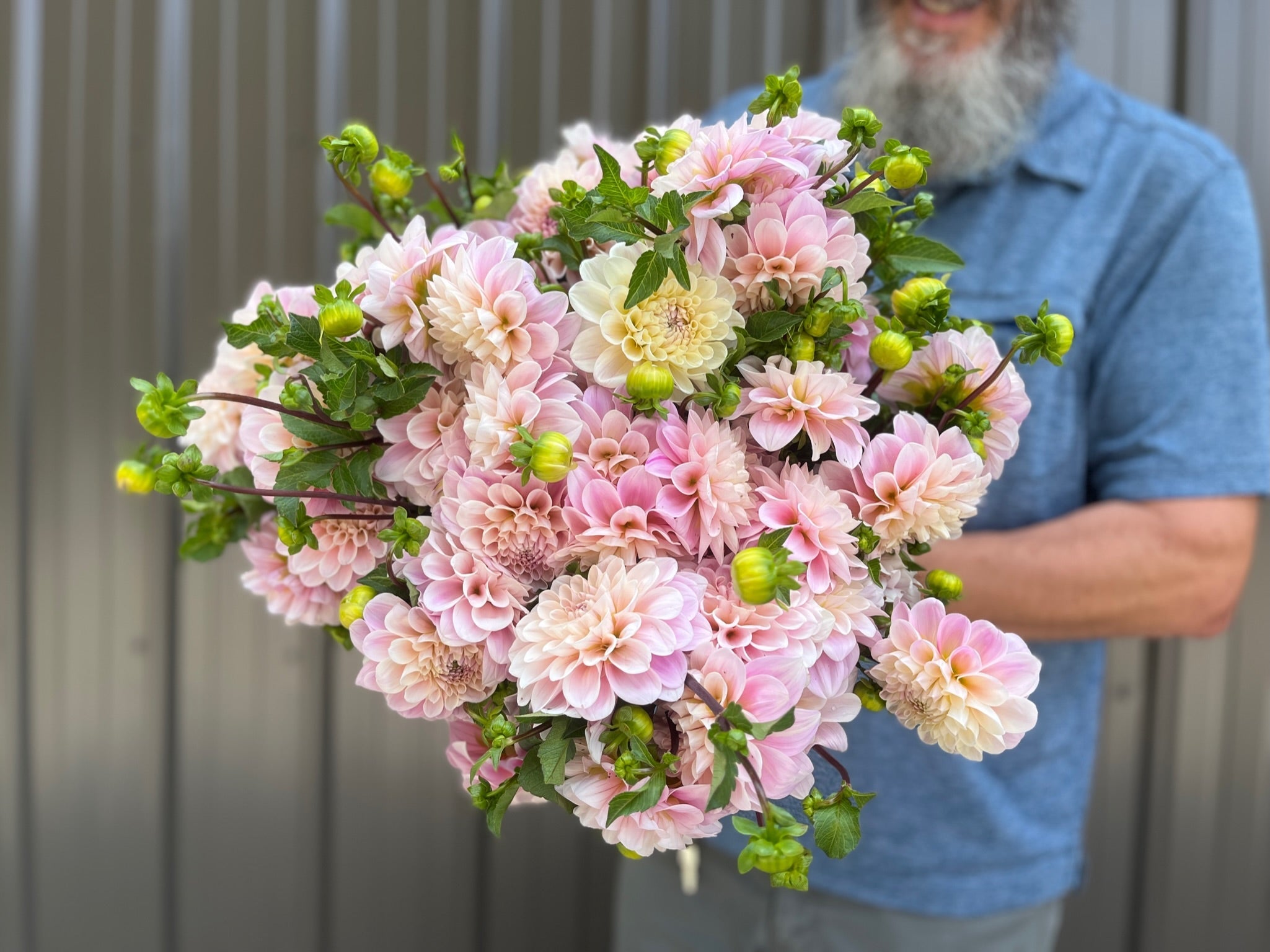 Sunny Meadows Flower Farm Dahlia Tuber Sweet Nathalie | Heirloom Boulevard