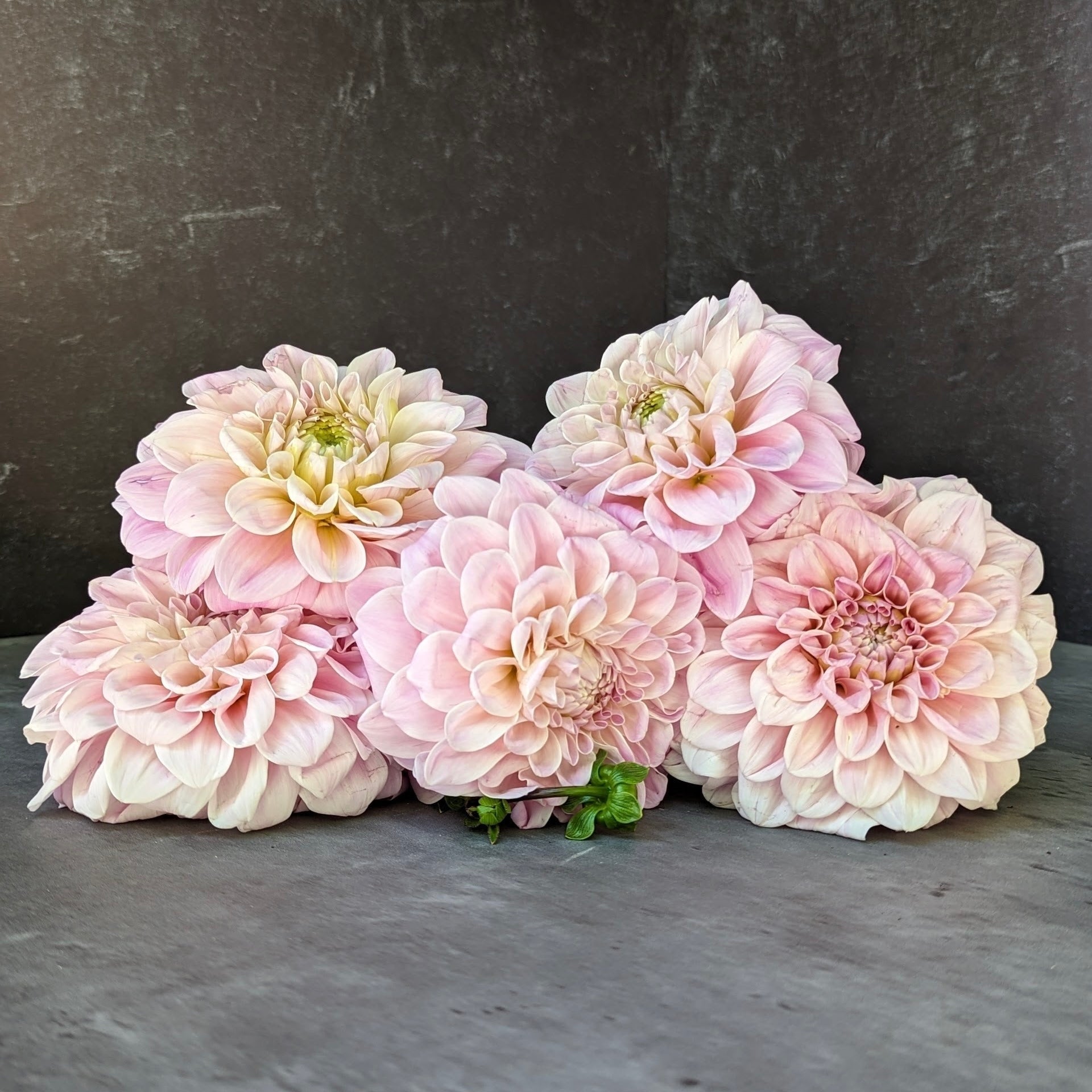 Sunny Meadows Flower Farm Dahlia Tuber Sweet Nathalie | Heirloom Boulevard