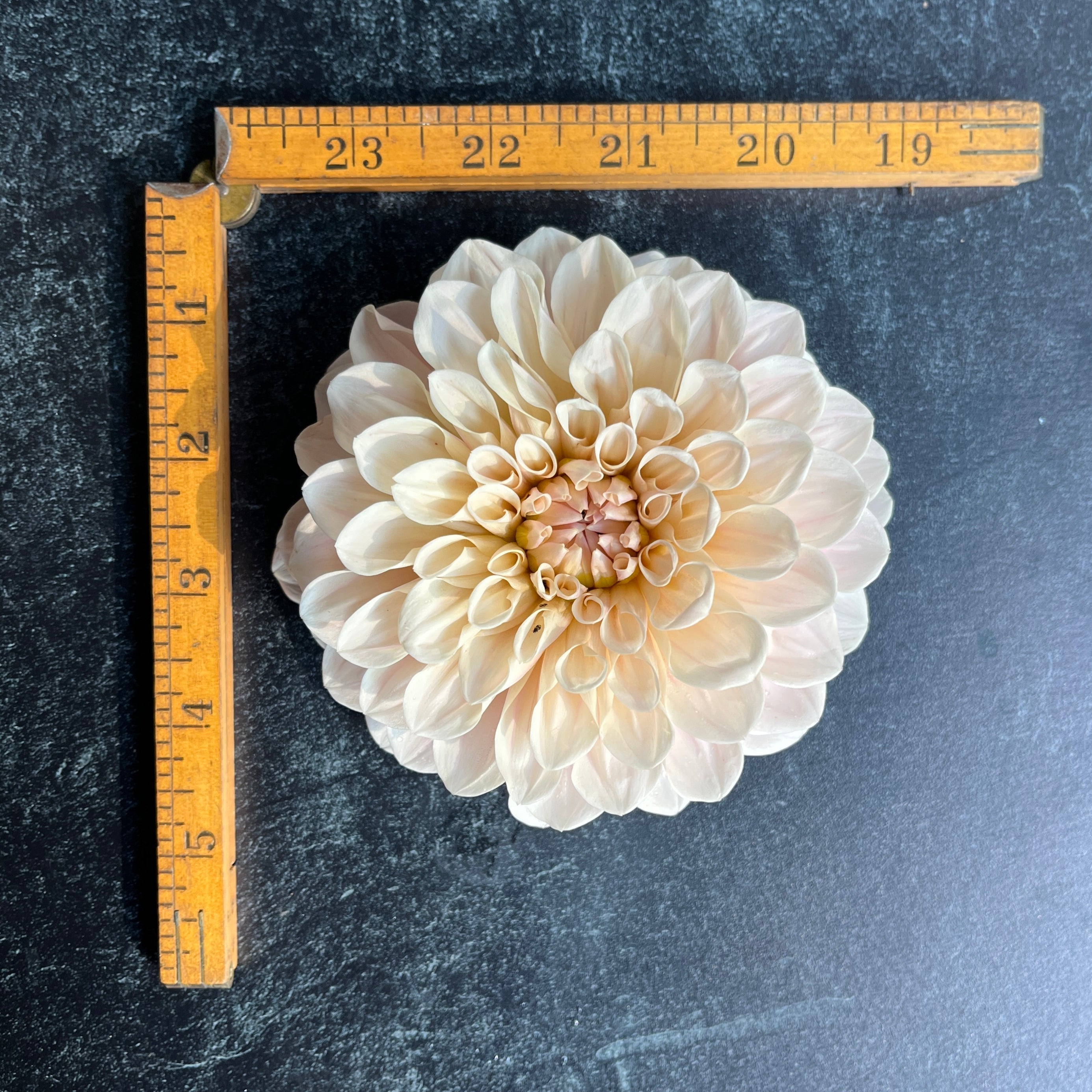 Sunny Meadows Flower Farm Dahlia Tuber Sweet Nathalie | Heirloom Boulevard