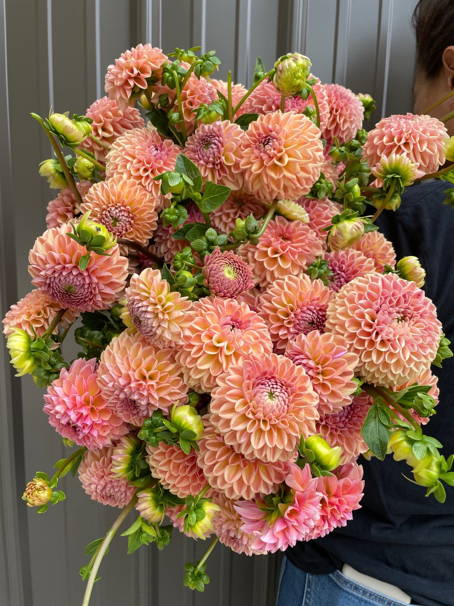 Sunny Meadows Flower Farm Dahlia Tuber Valley Tawny | Heirloom Boulevard