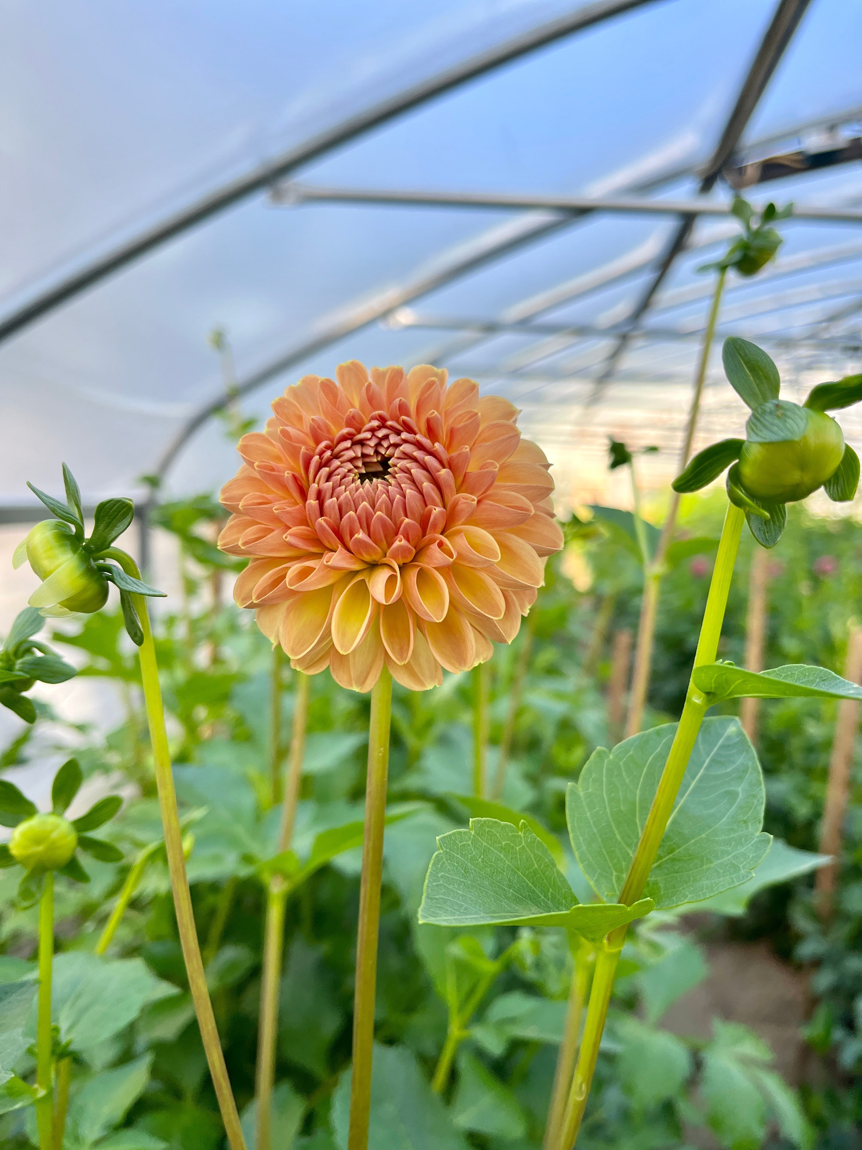 Sunny Meadows Flower Farm Dahlia Tuber Valley Tawny | Heirloom Boulevard