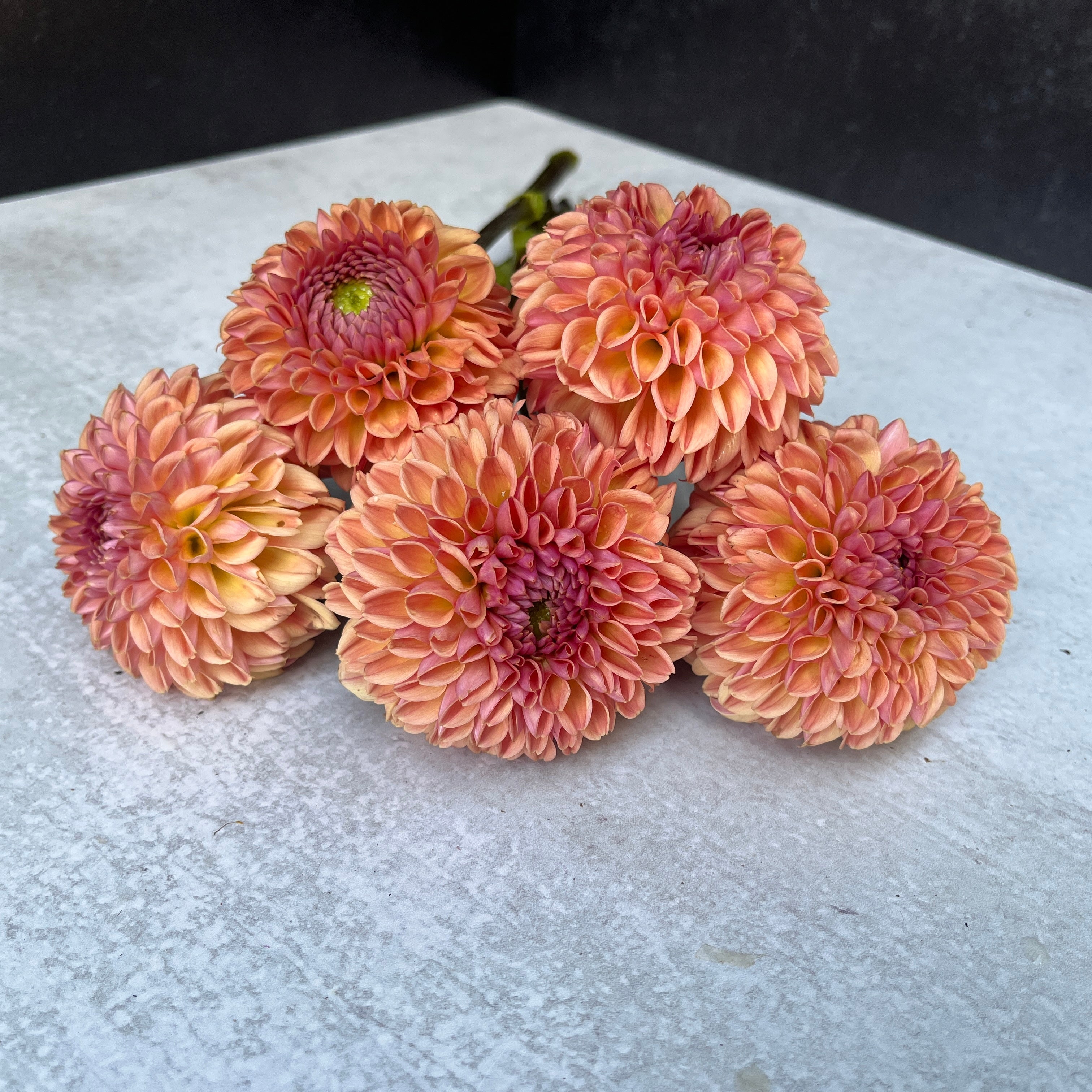 Sunny Meadows Flower Farm Dahlia Tuber Valley Tawny | Heirloom Boulevard